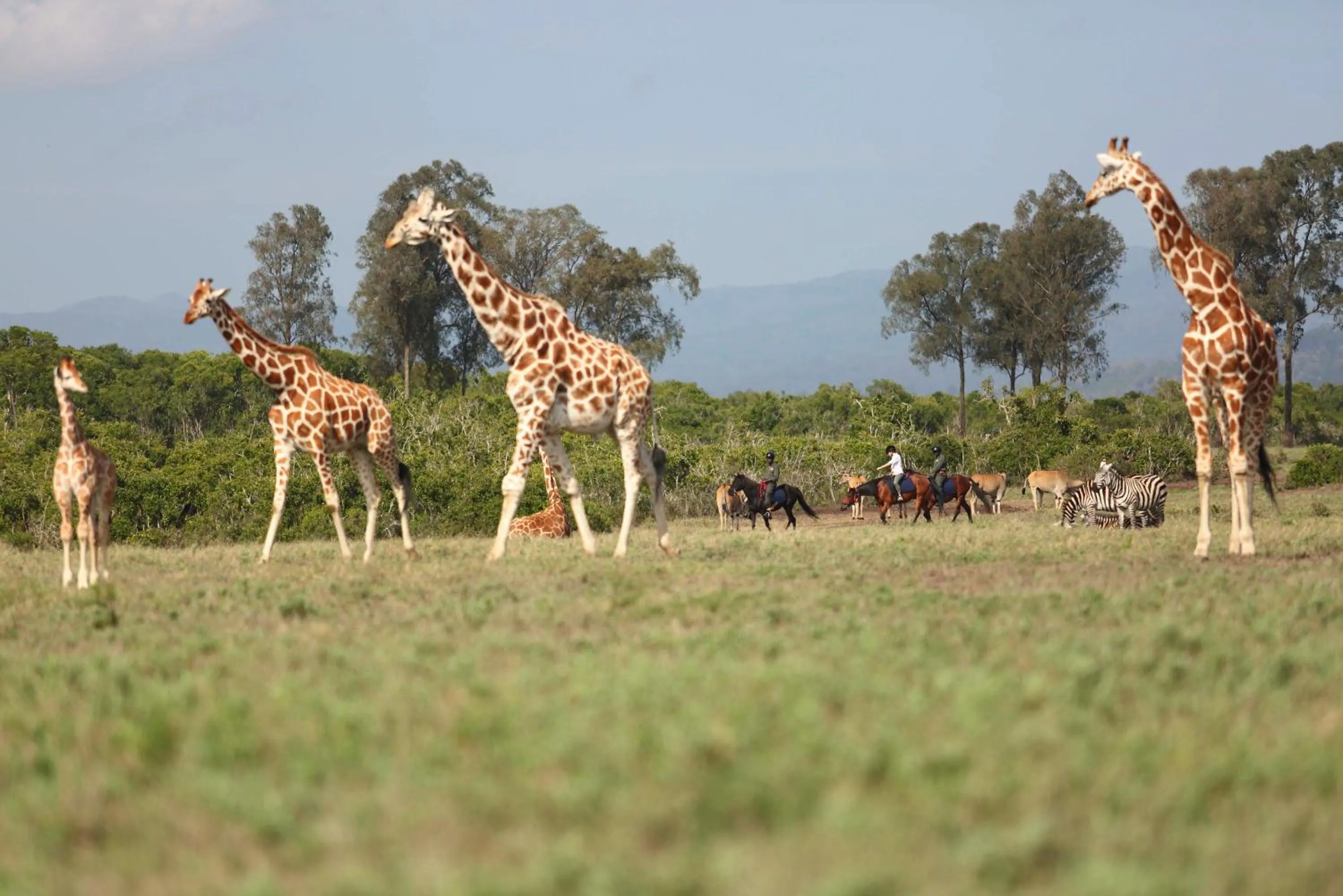 Animals in The Aberdare Country Club
