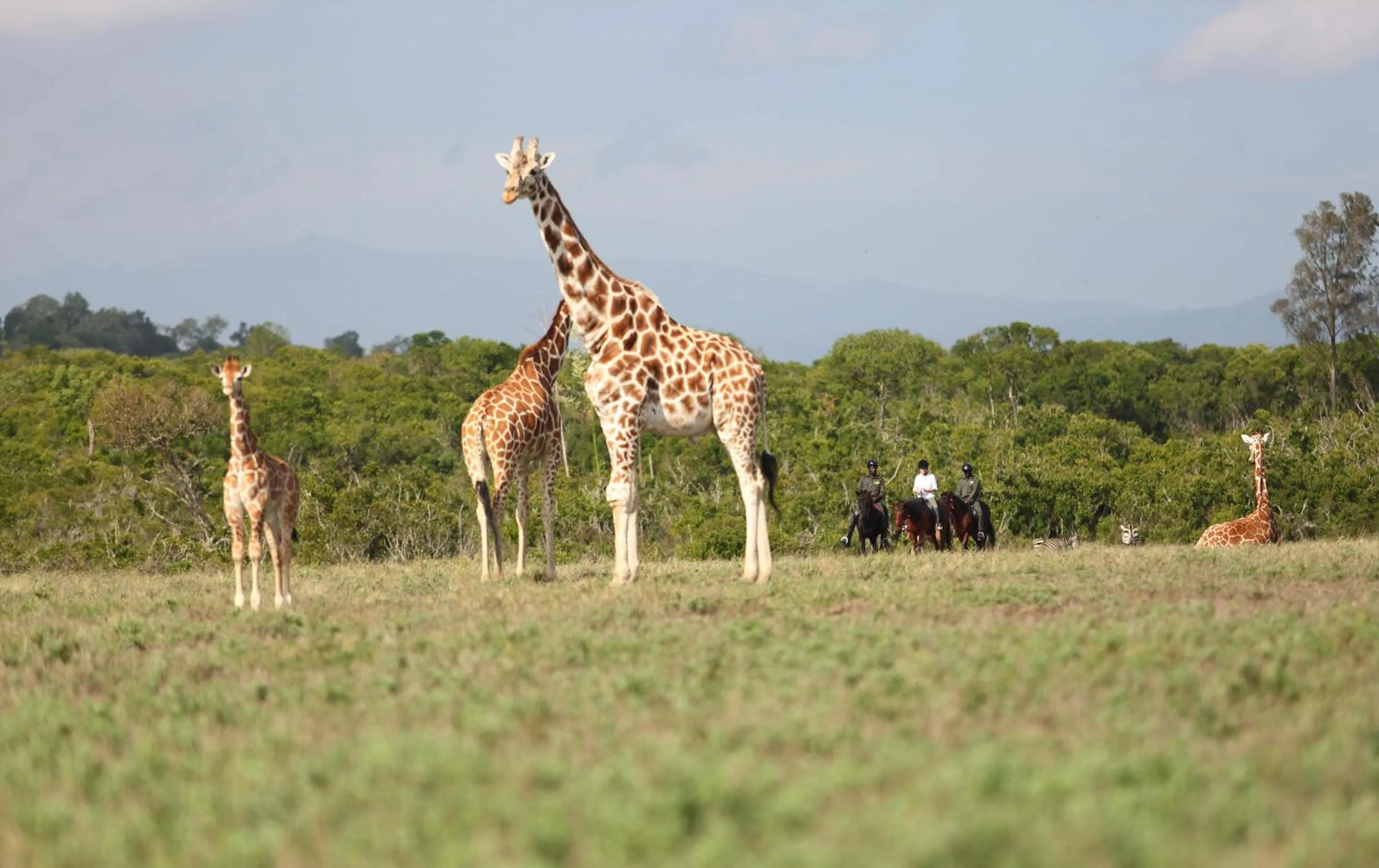 Animals in The Aberdare Country Club