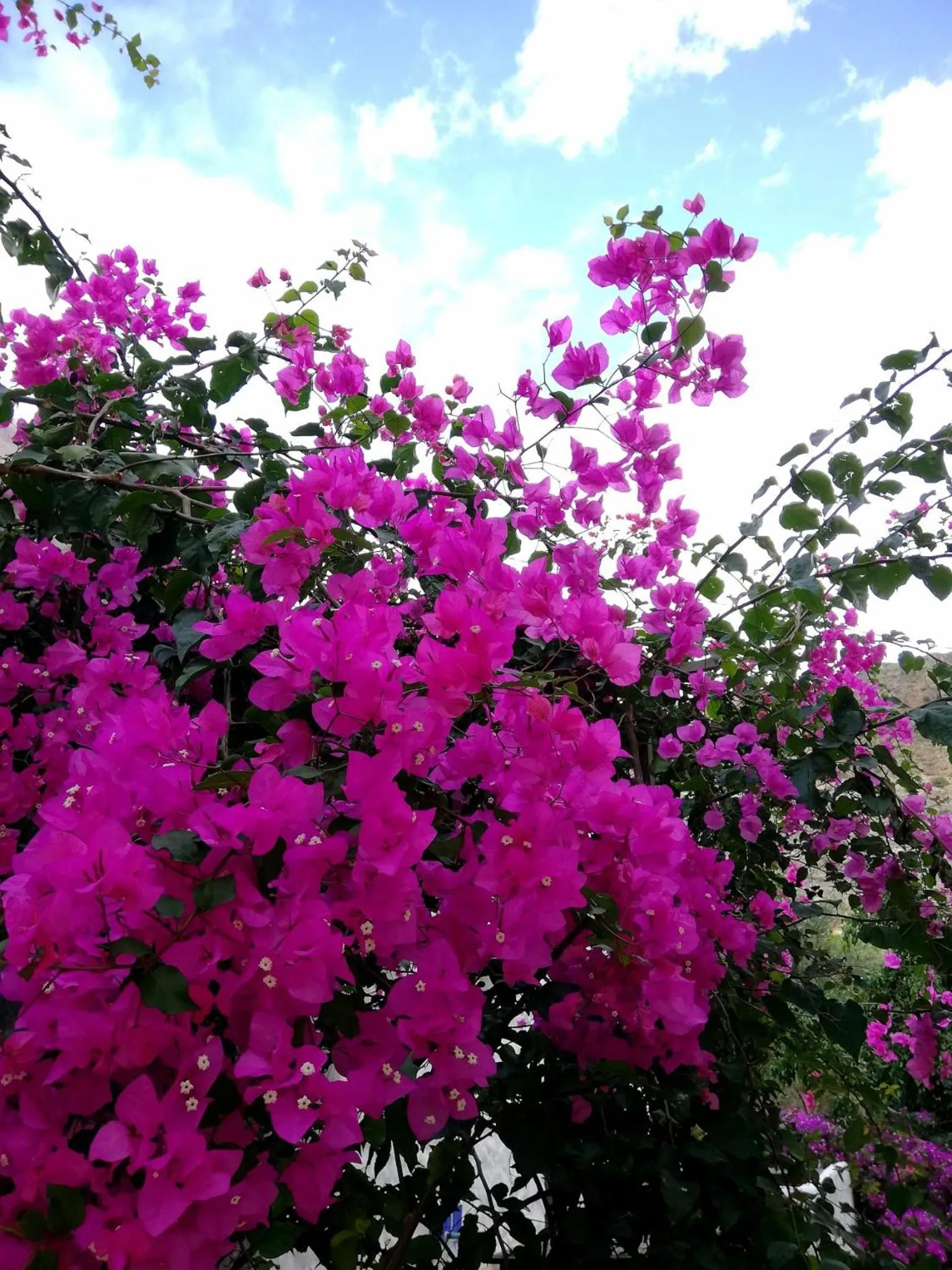 Casa Rural Cortijo La Alberca