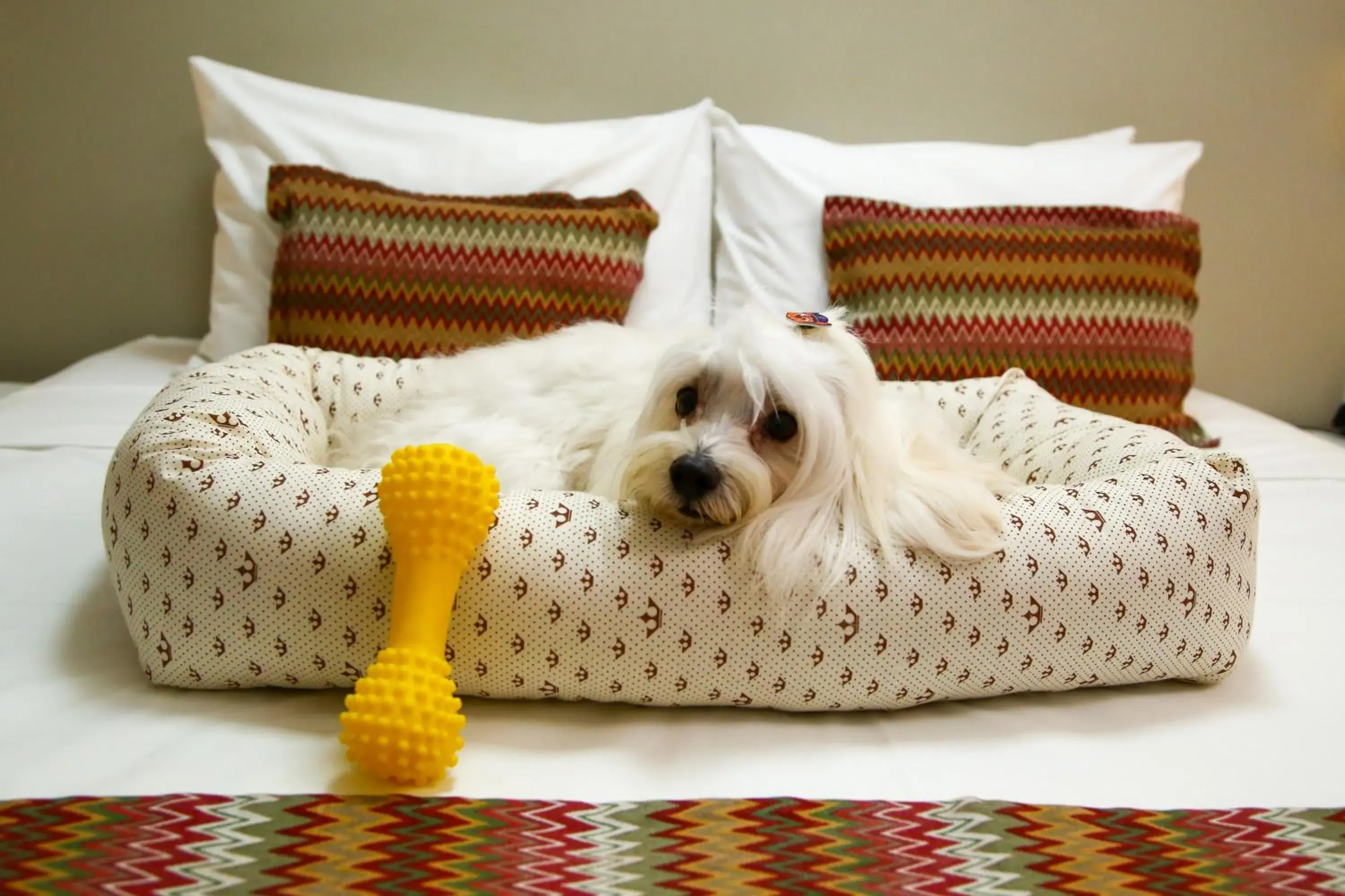 Pets, Bed in Transamerica Fit Vitória Reta da Penha Pets, Bed in Transamerica Fit Vitória Reta da Penha