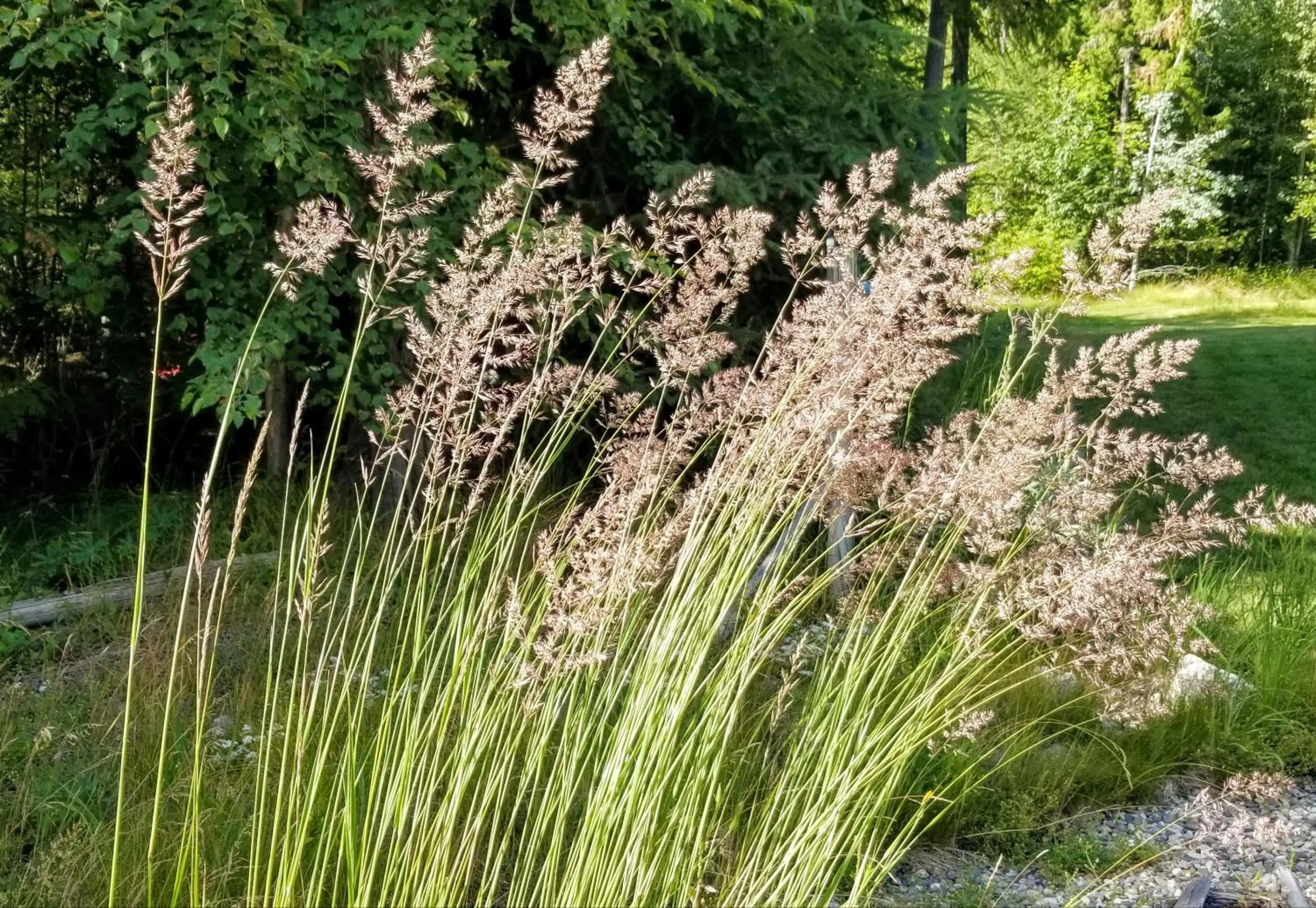 Garden in Silver Star Bed and Breakfast