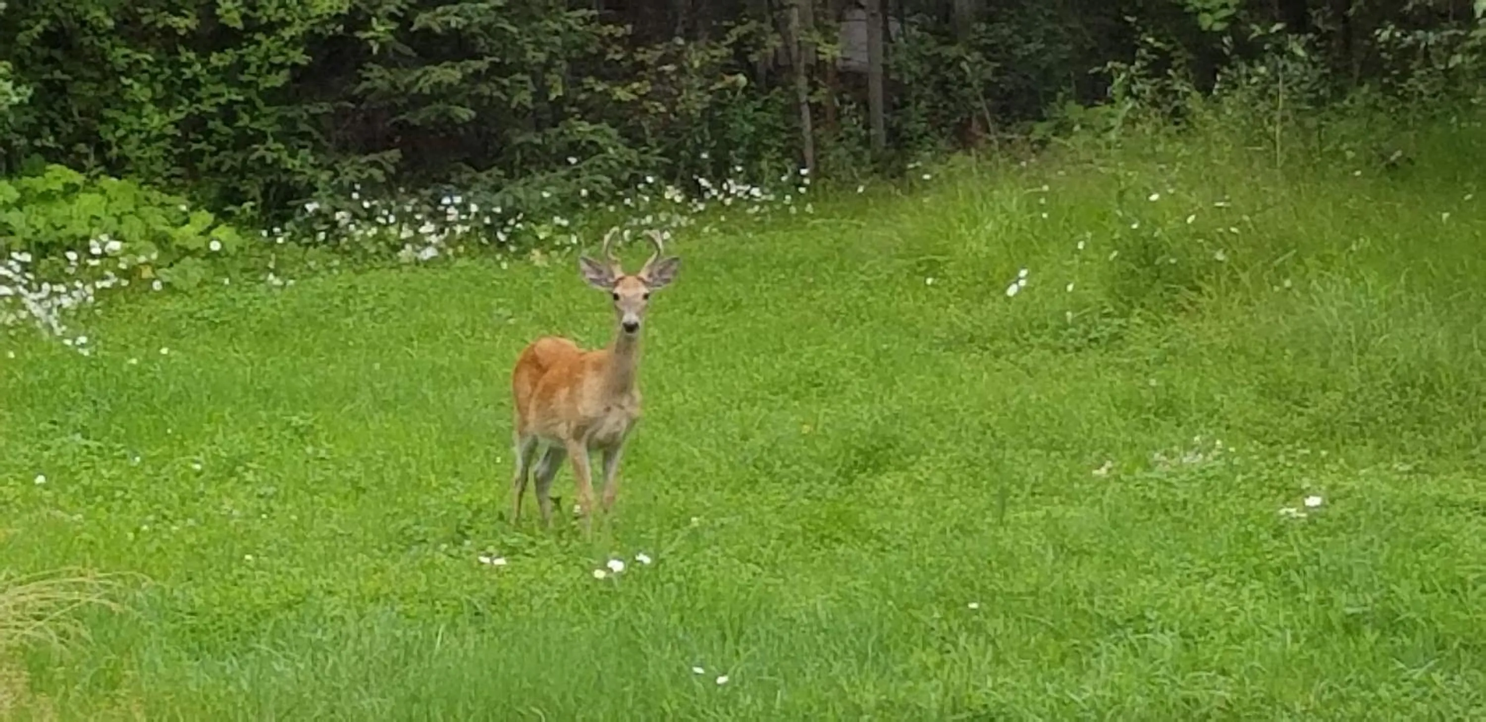 Animals in Silver Star Bed and Breakfast