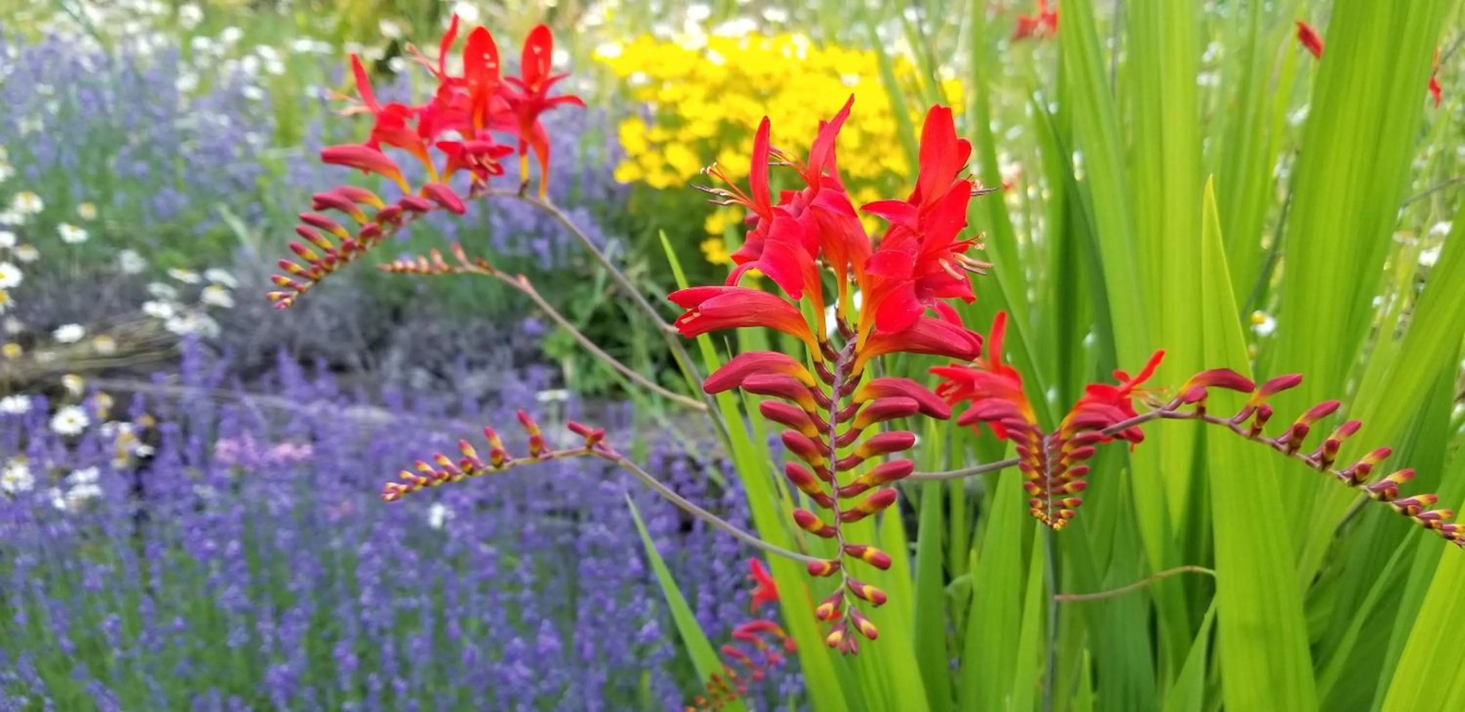 Garden in Silver Star Bed and Breakfast