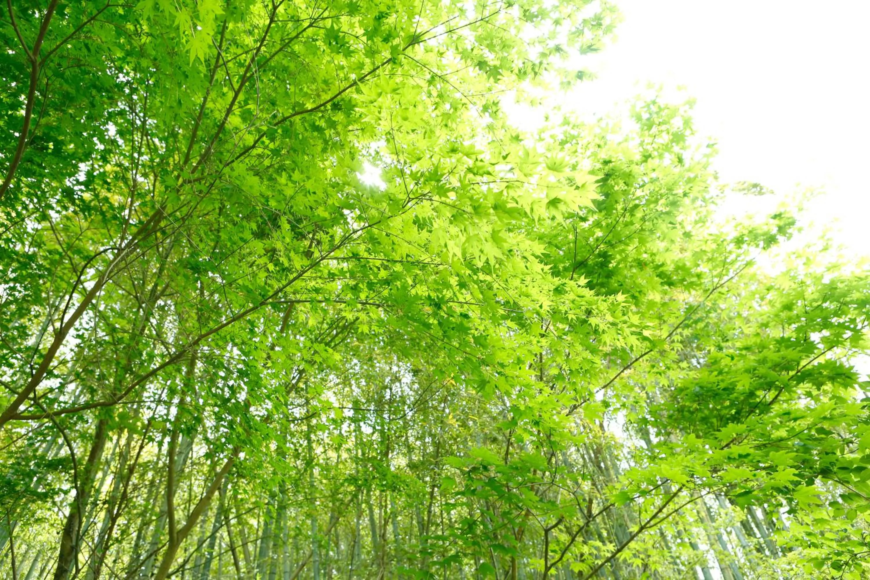 Off site in Hakuunsou