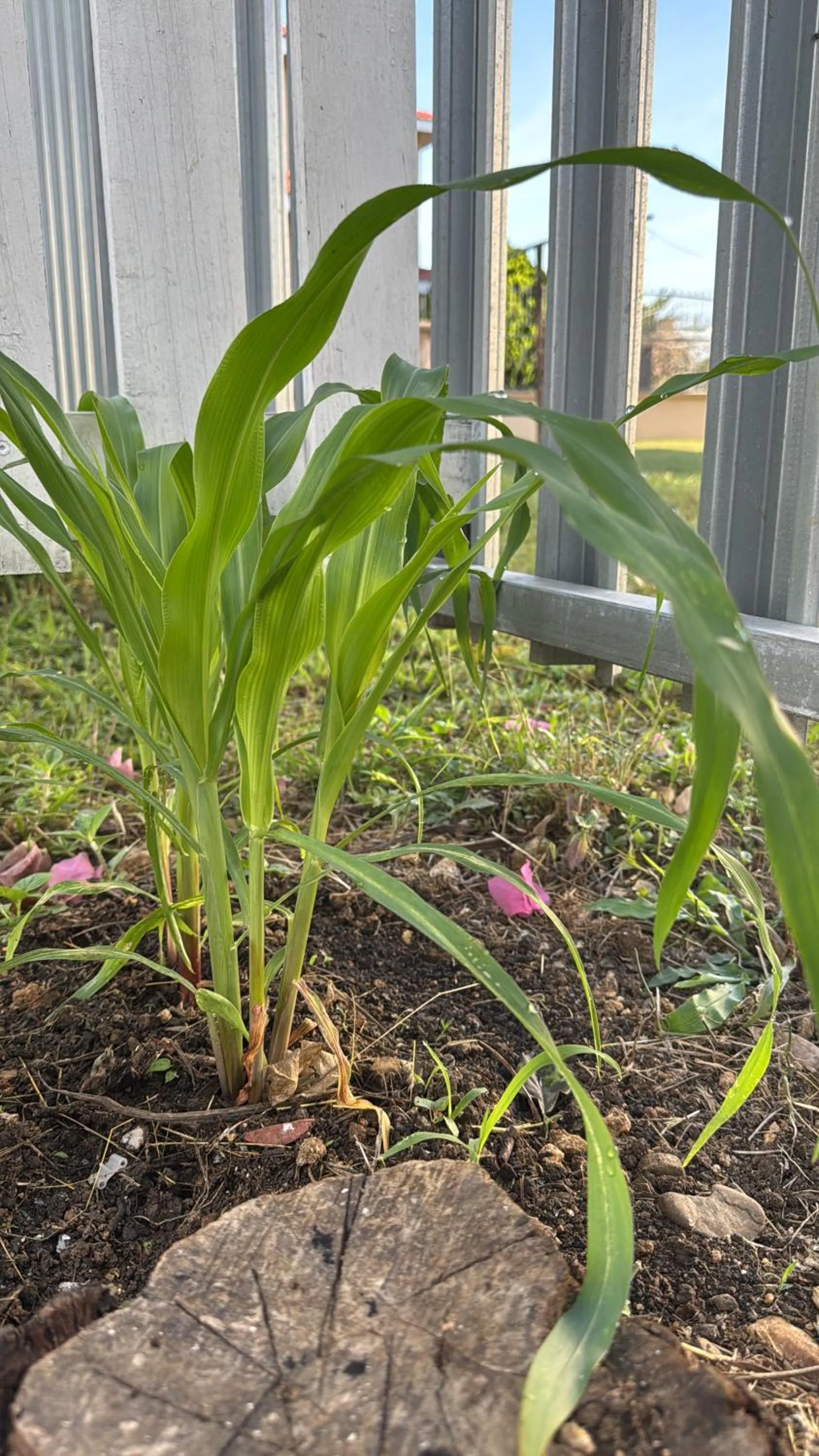 Inner courtyard view in EL REY Hotel & Restaurant