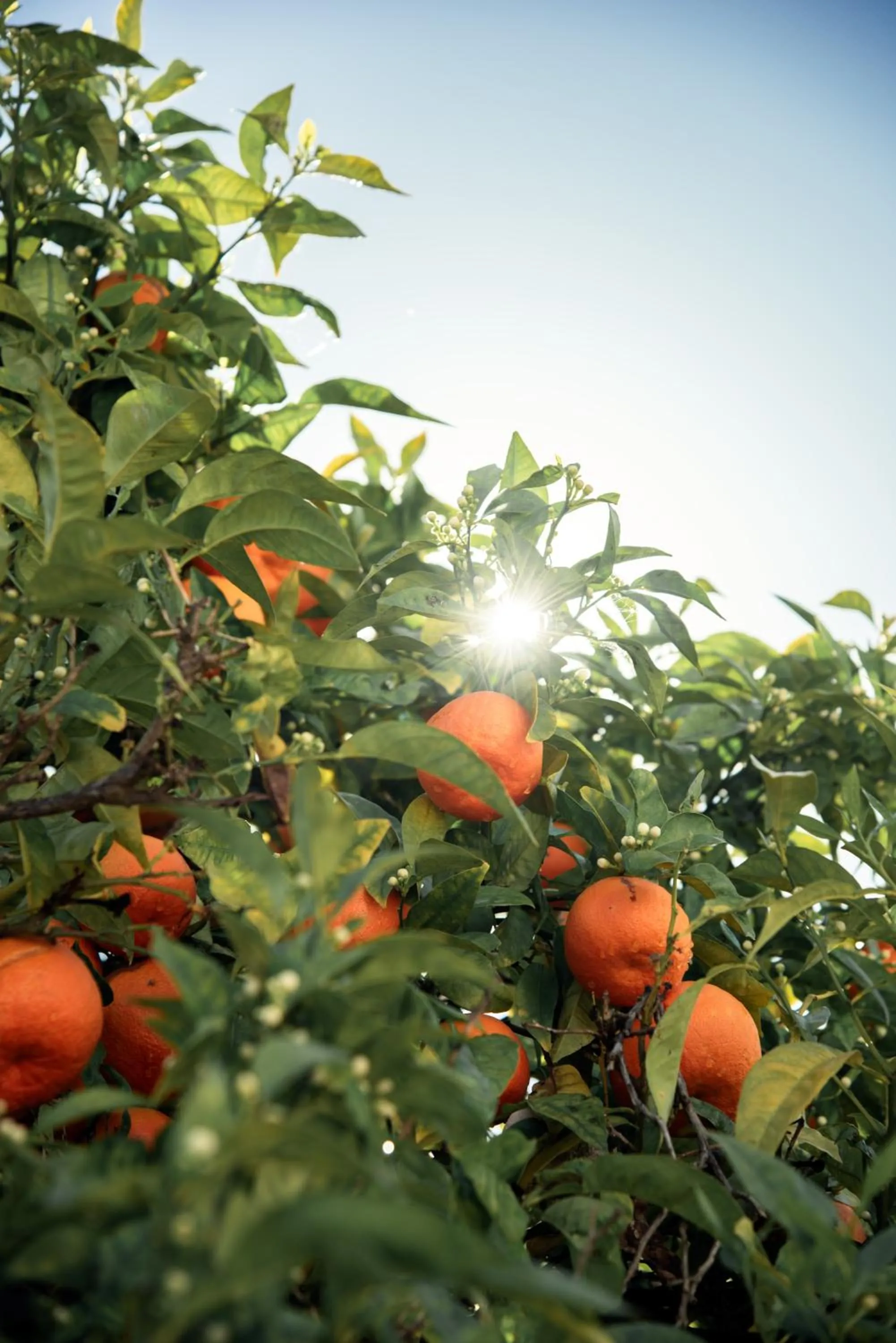 Other in Palácio de Tavira, a Small Luxury Hotel of the World