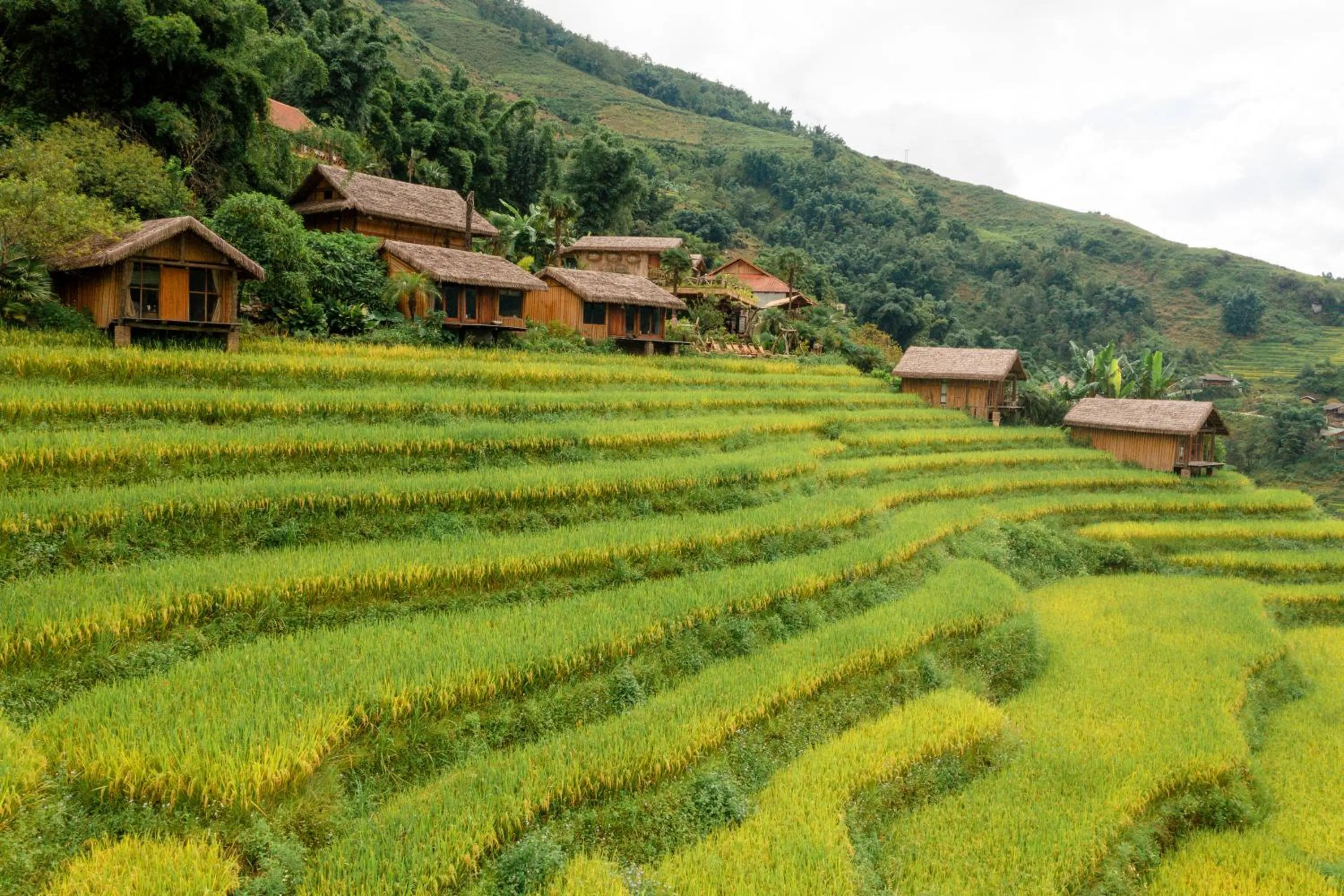 Eco Palms House - Sapa Retreat