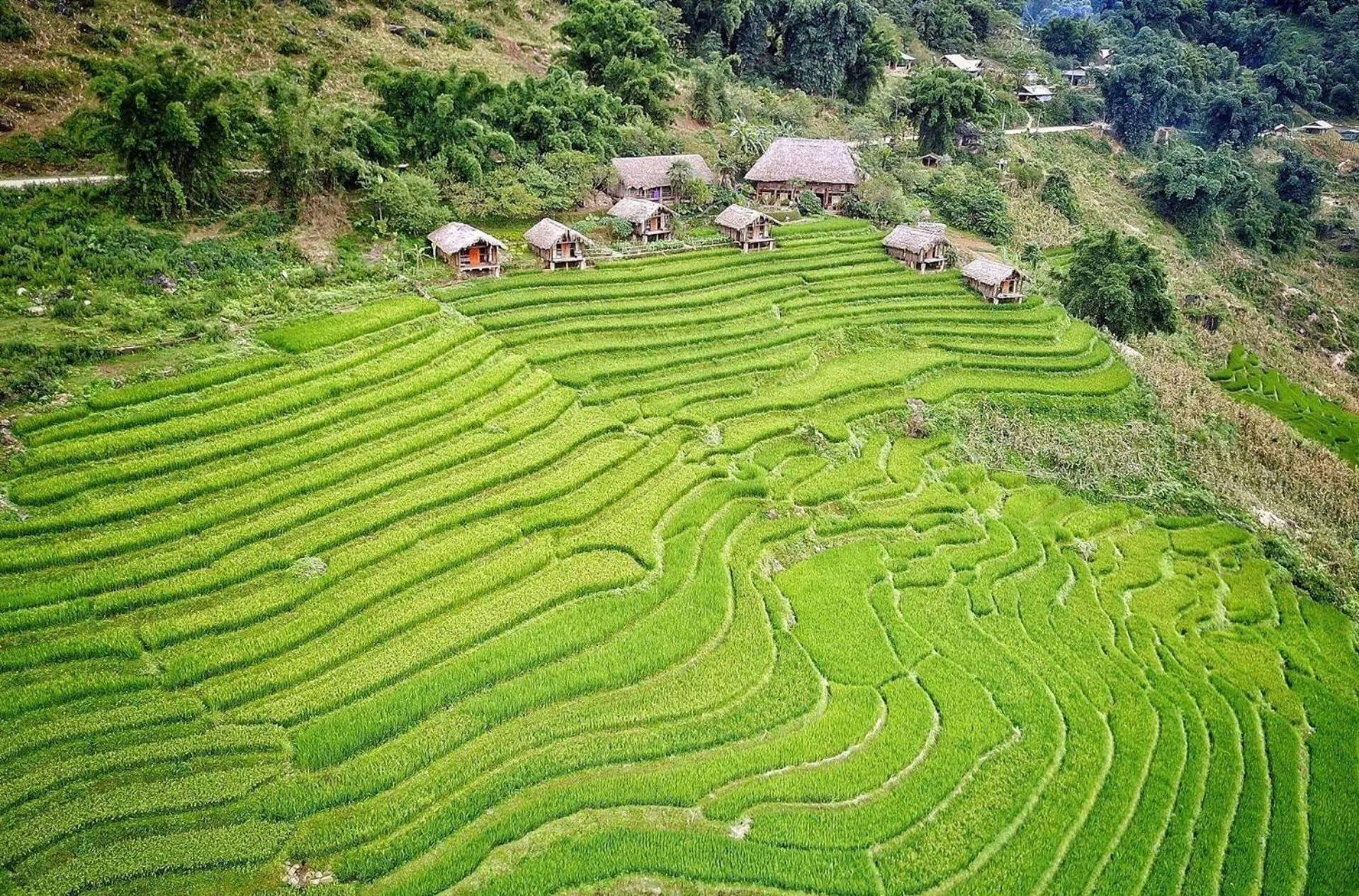Natural landscape in Eco Palms House - Sapa Retreat