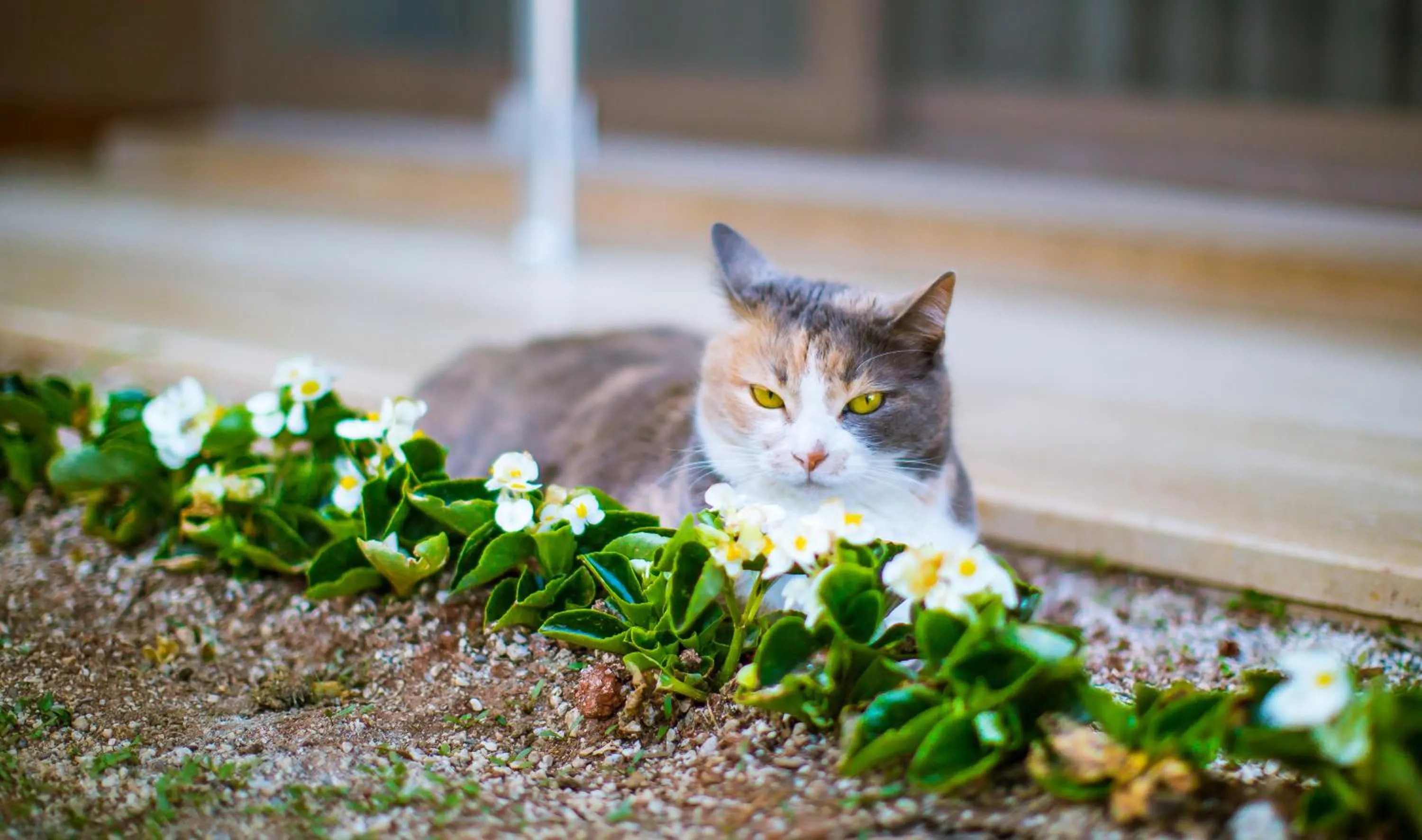 Lobby or reception in Hotel Sonne - Adults Only