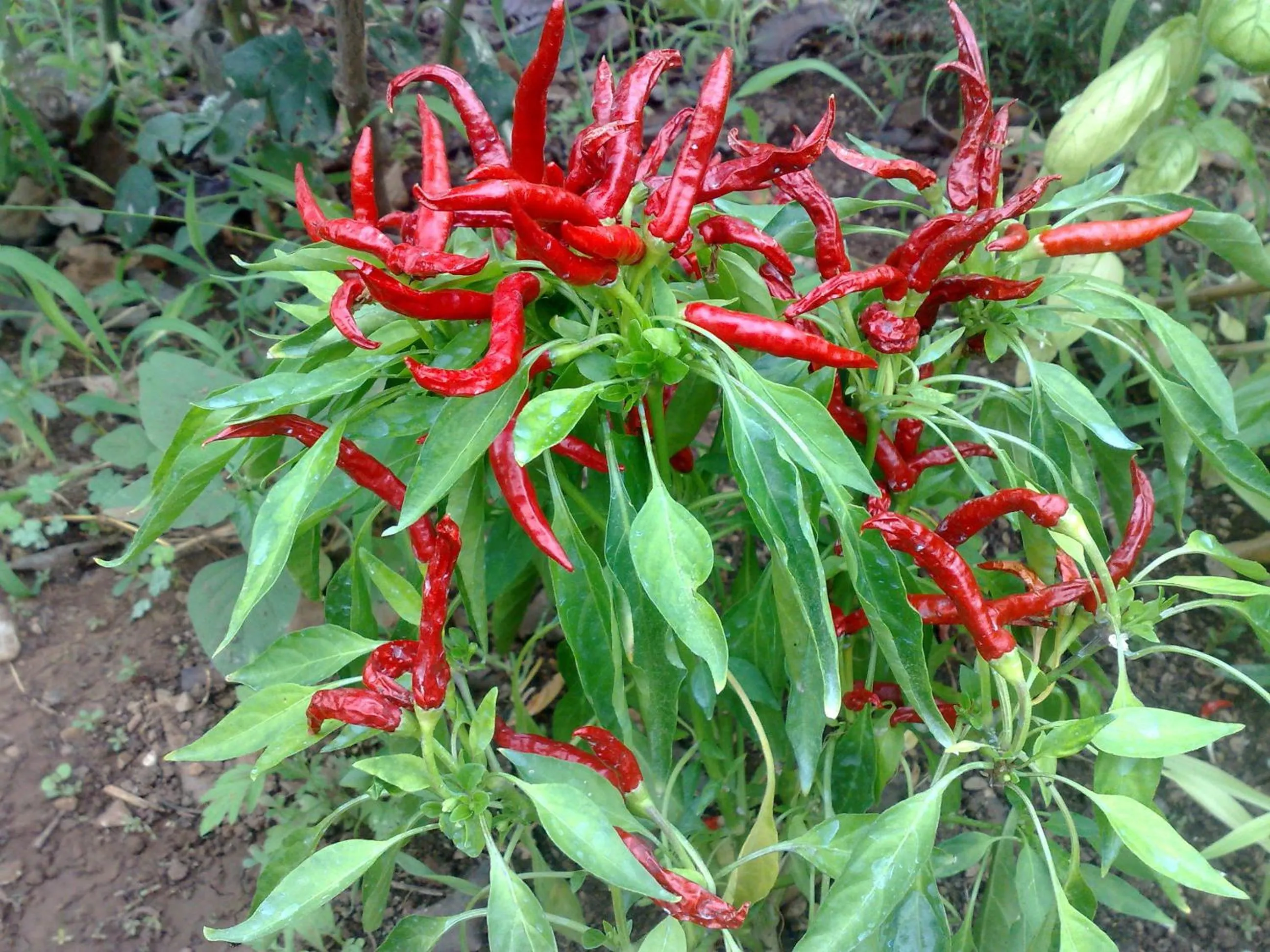 Decorative detail in B&b La Giara