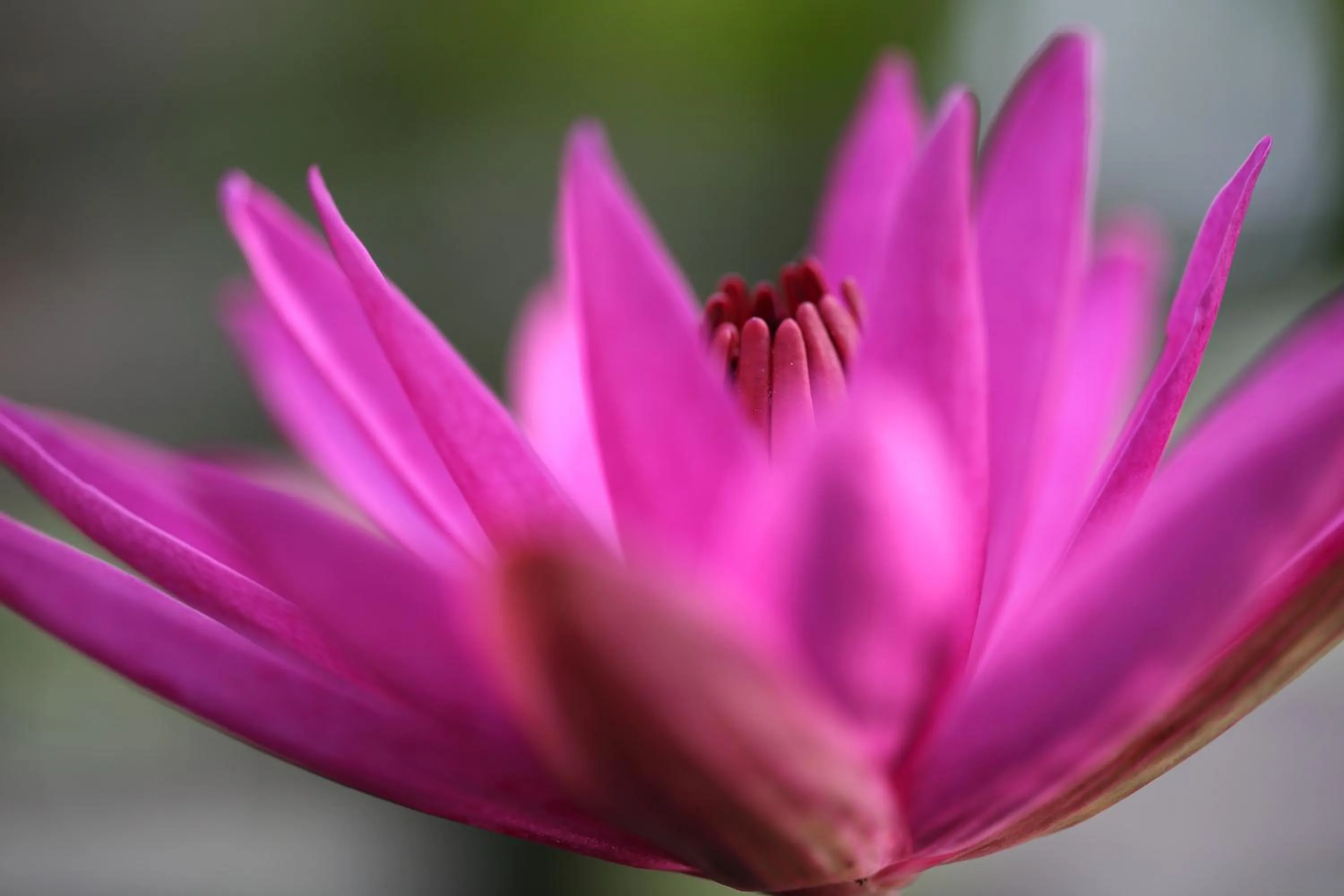 Garden in Stone Well Garden Villa