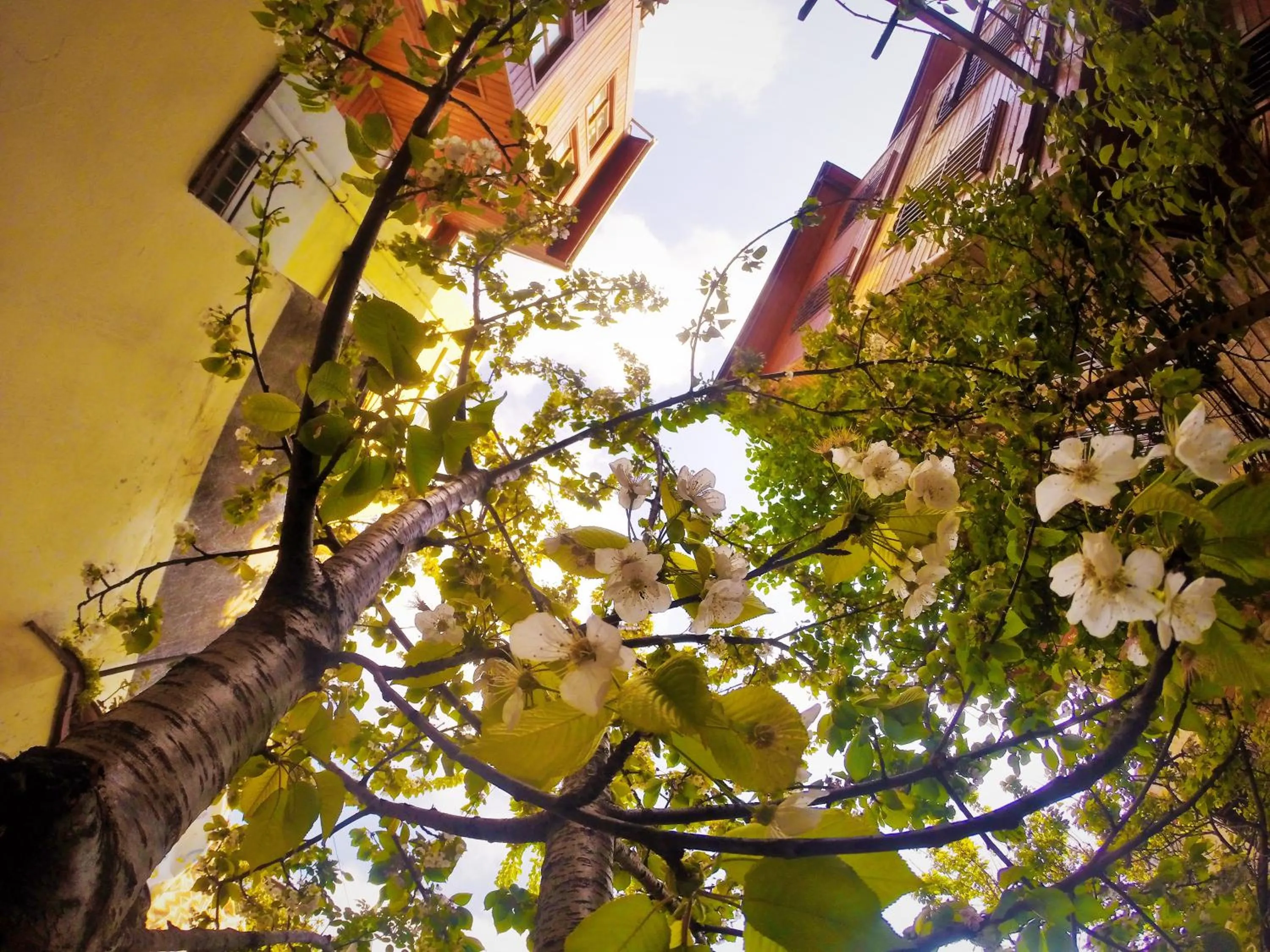 Garden view in Ottoman's Pearl Hotel