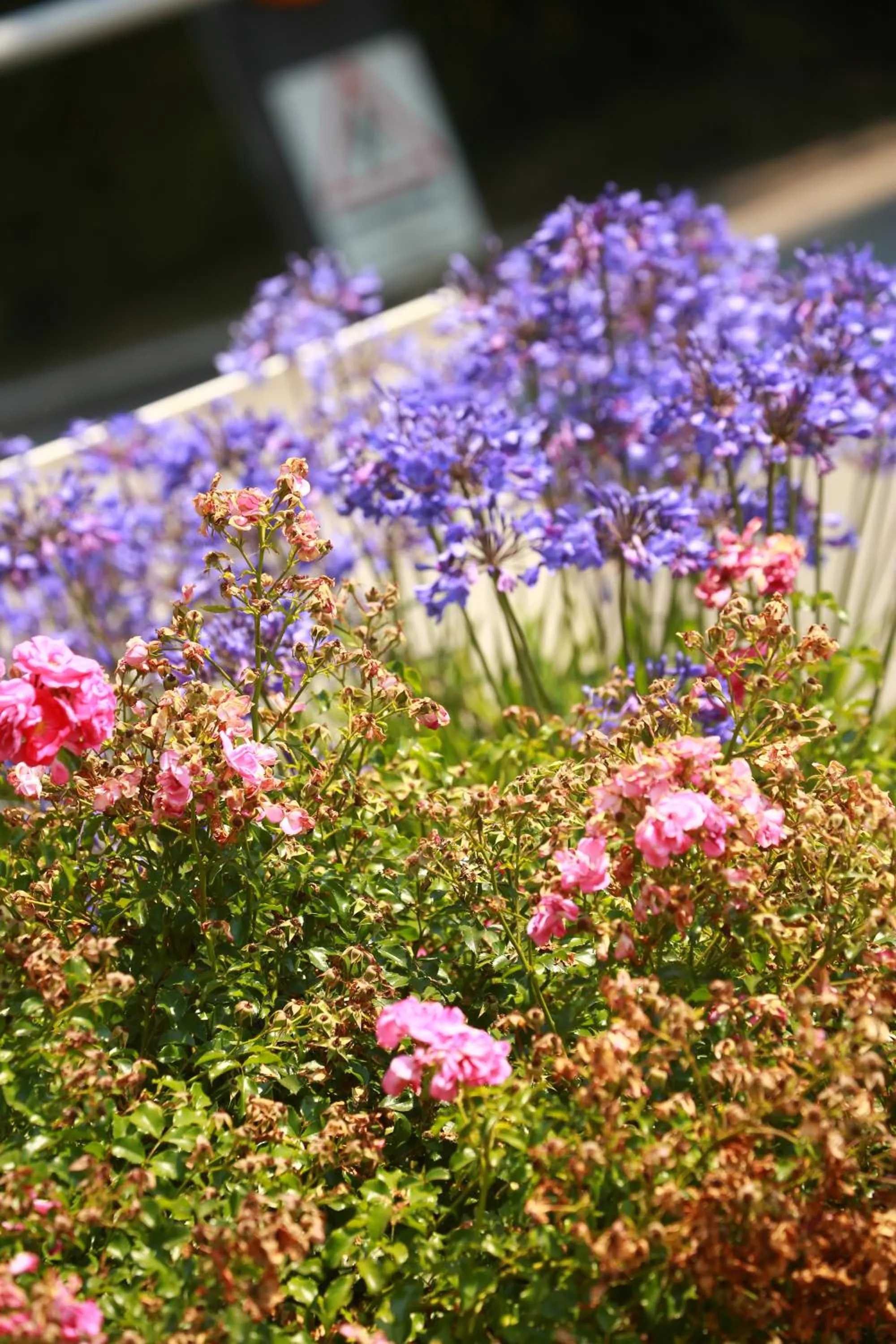 Garden in Résidence Ilbarritz