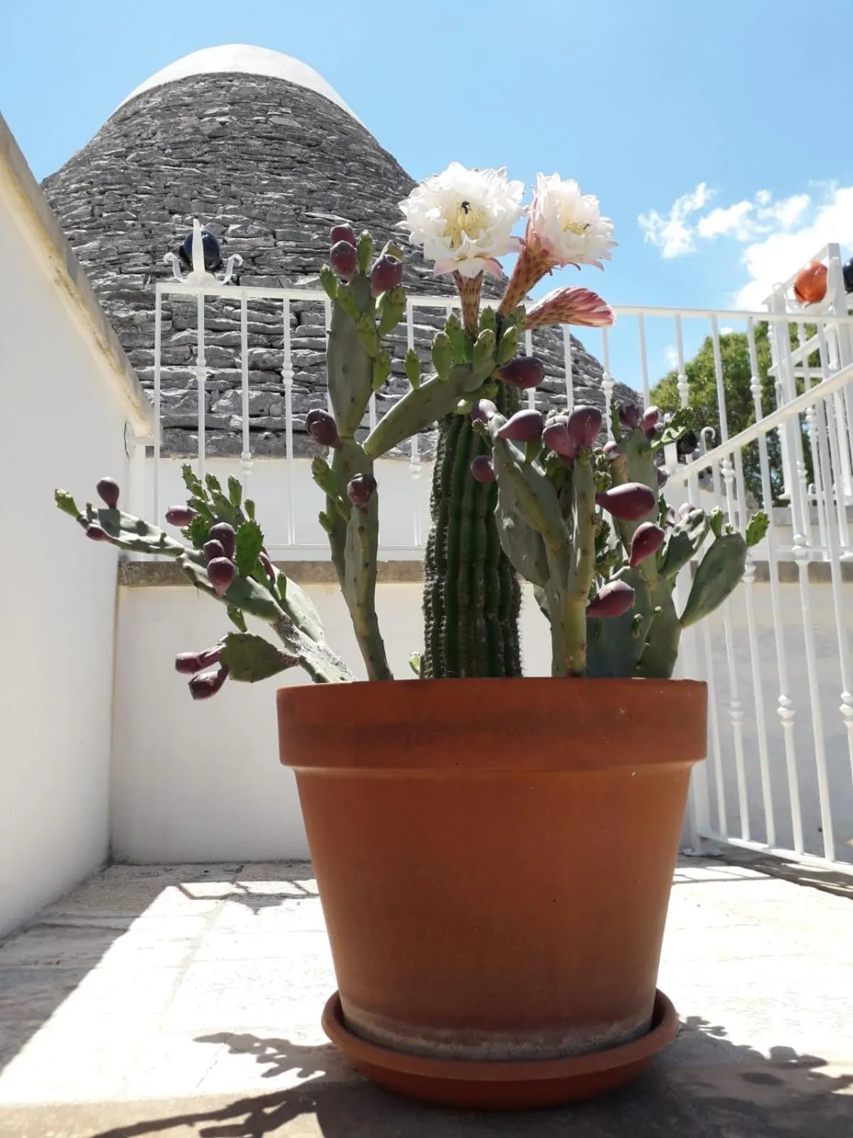 Street view in B&B Masseria Nuove Caselle