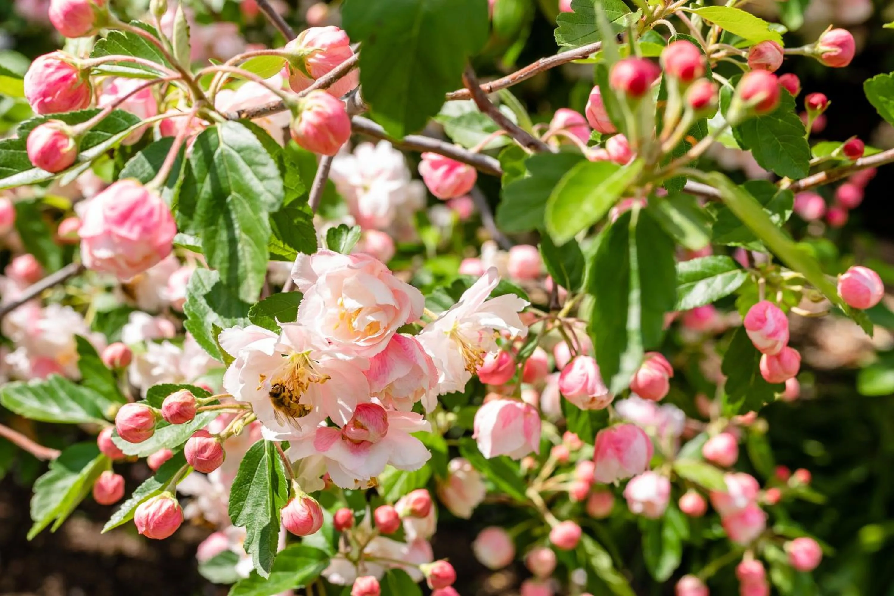 Garden in Apple Blossom Cottages
