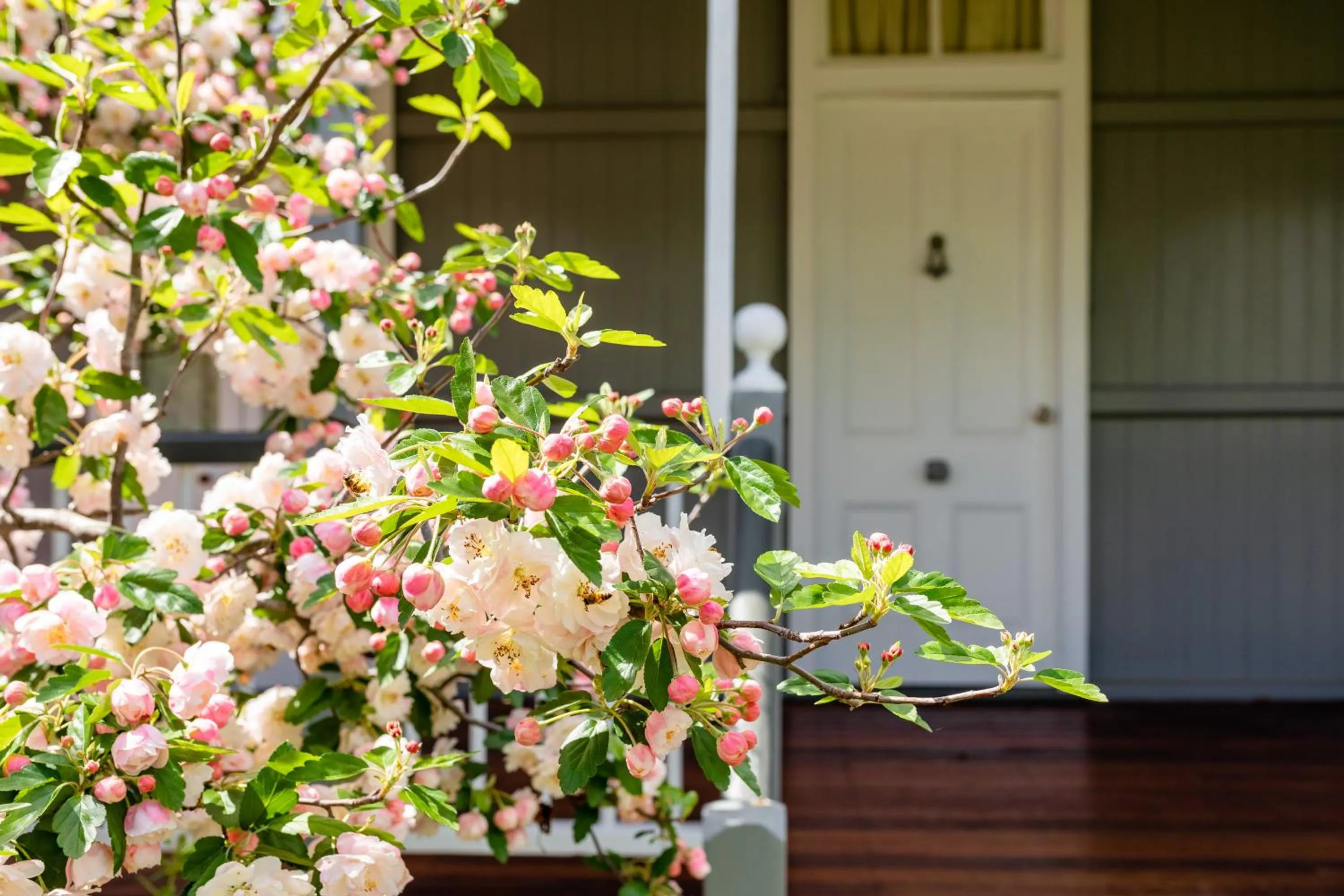 Garden in Apple Blossom Cottages