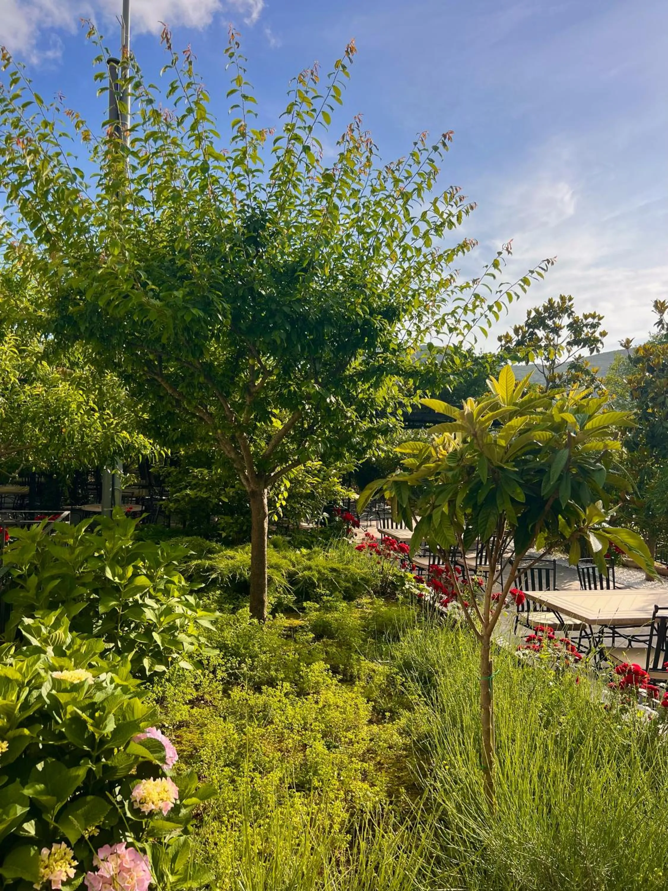 Garden view in Hotel Opera Jaz