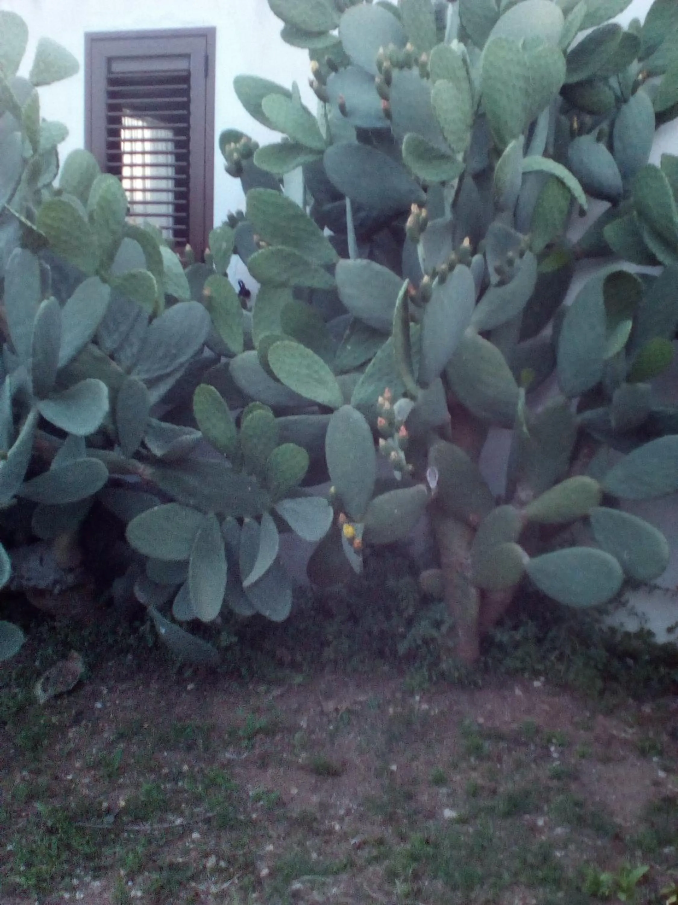 Garden in B&B Alicino