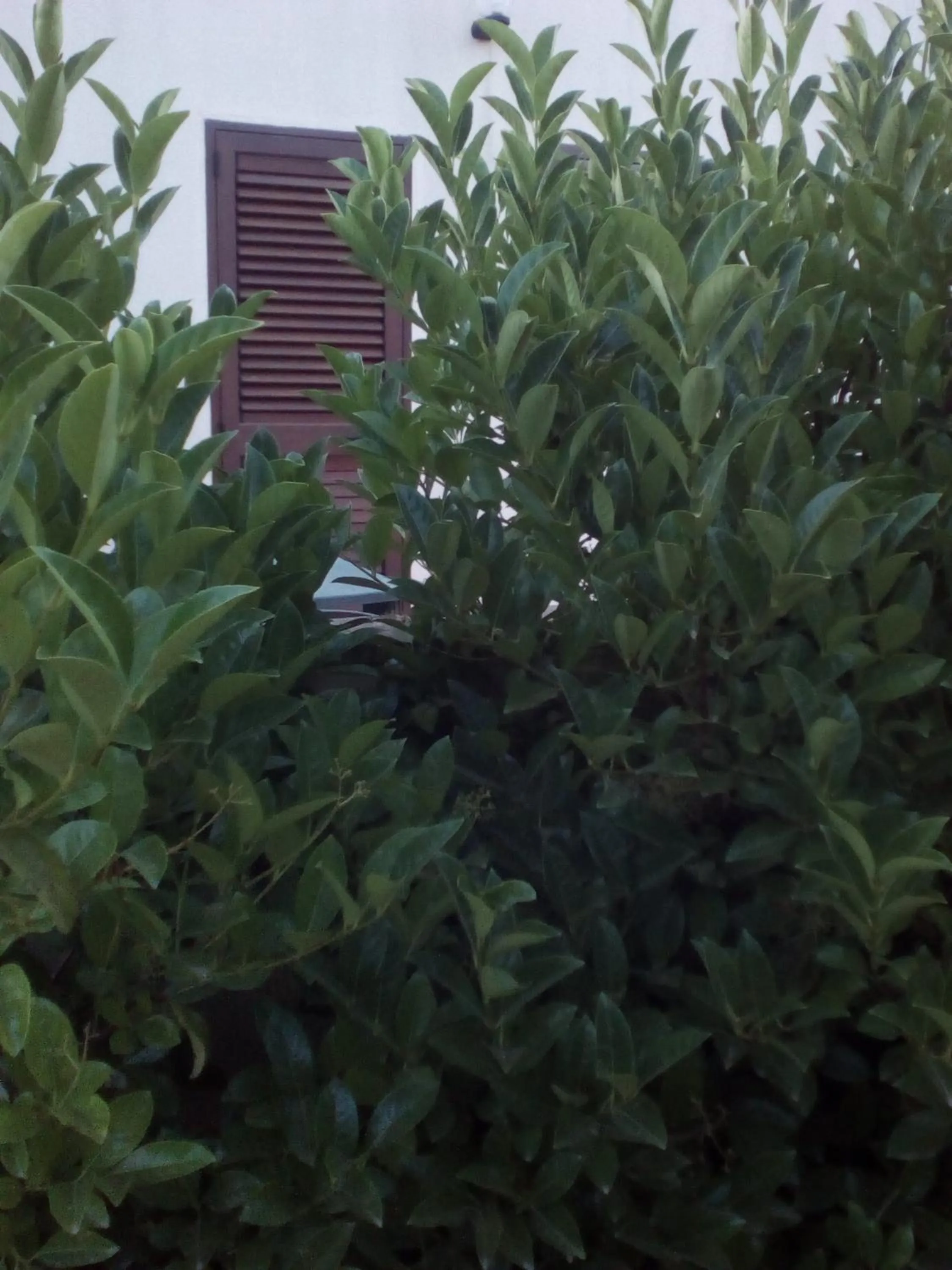 Garden in B&B Alicino