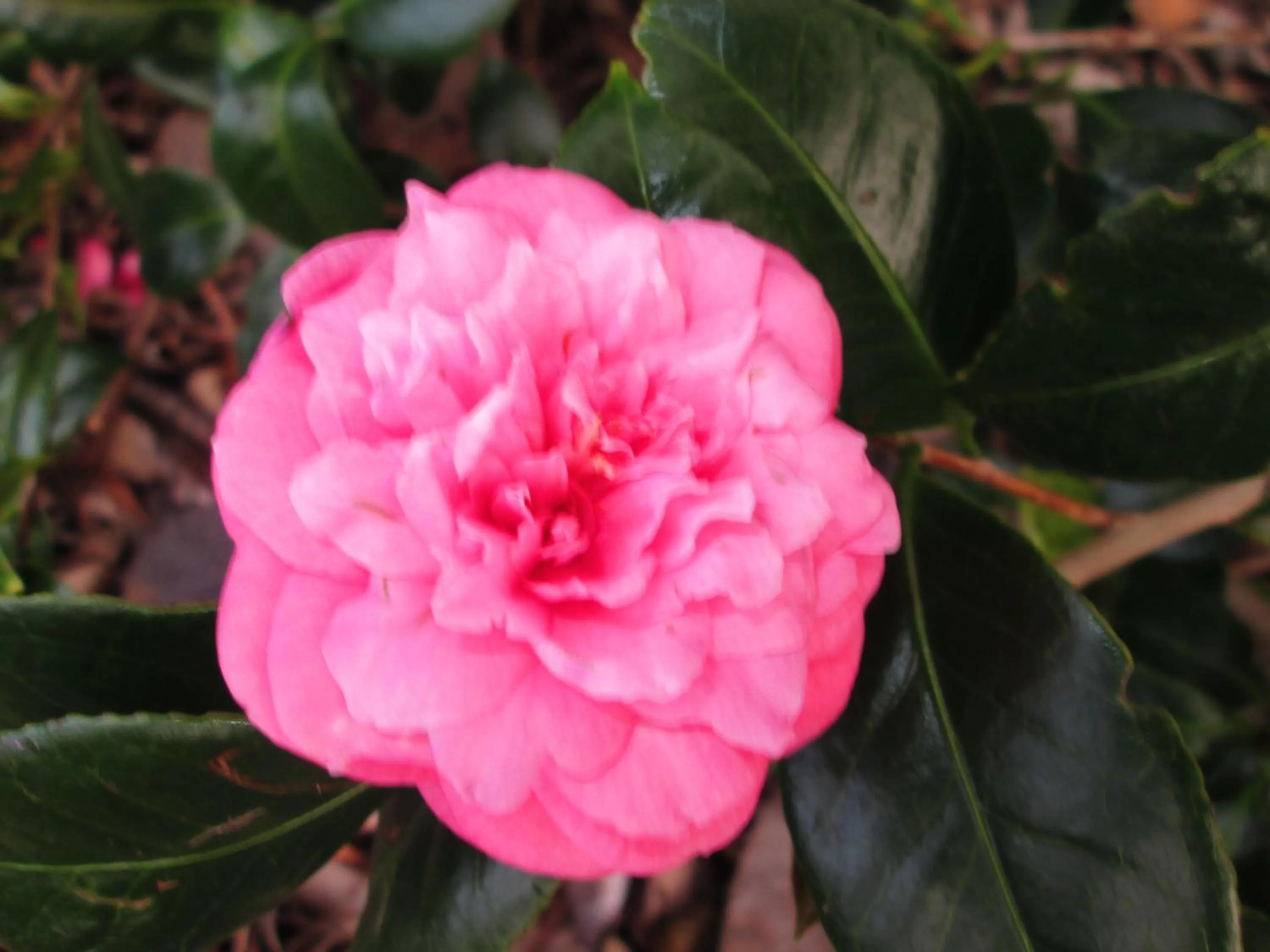 Spring in Residência Machado