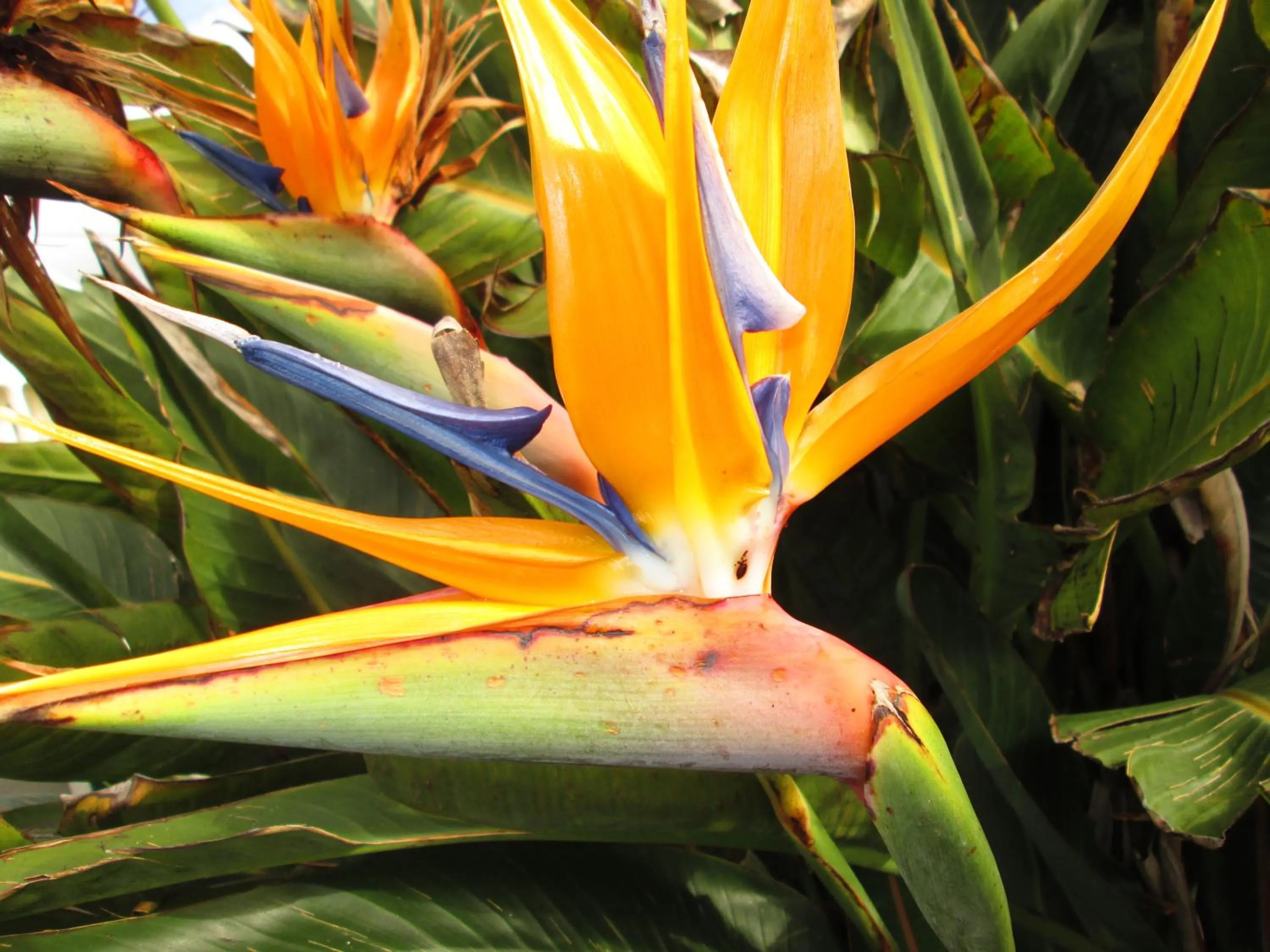 Spring in Residência Machado
