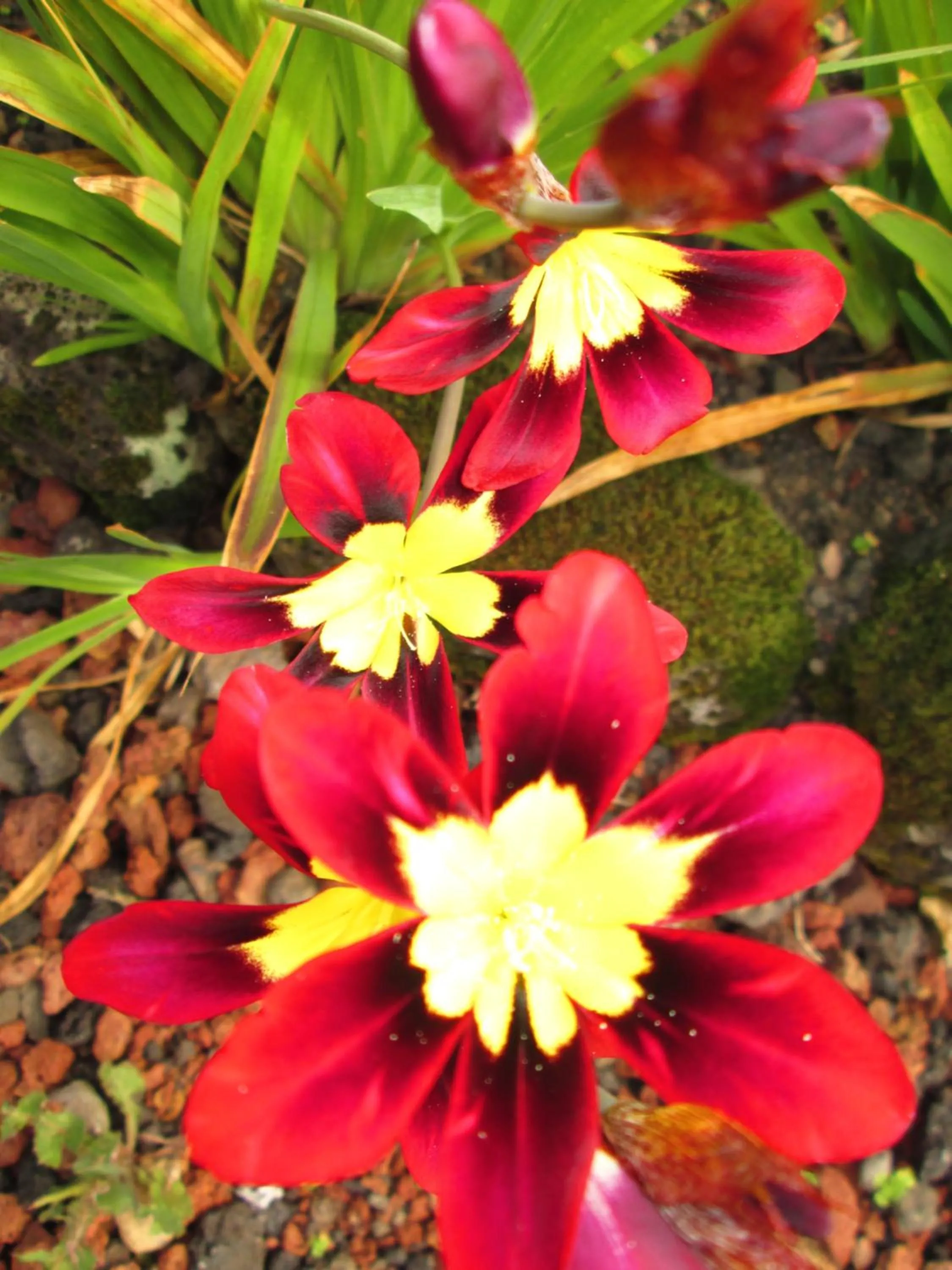 Spring in Residência Machado
