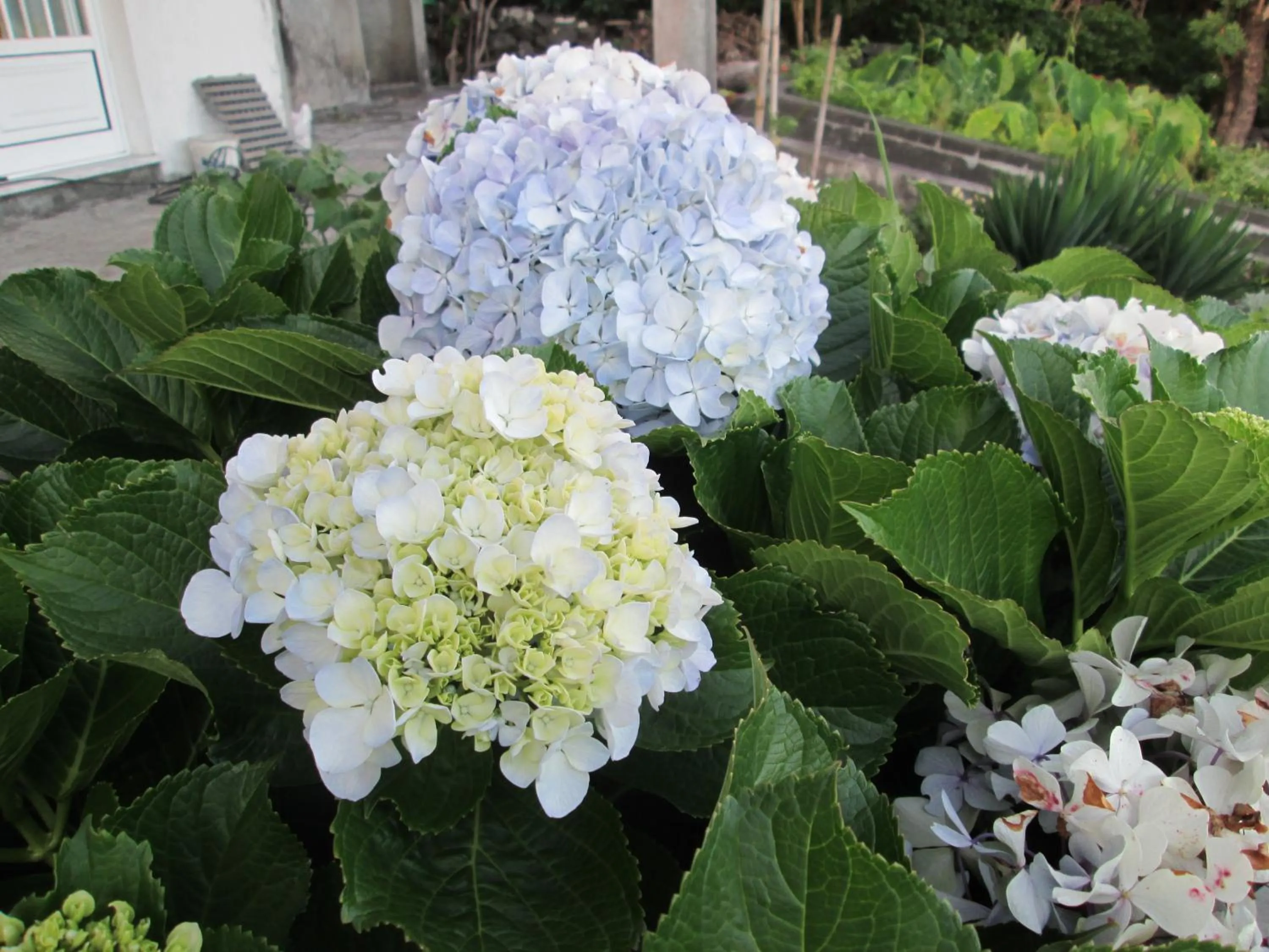 Spring in Residência Machado