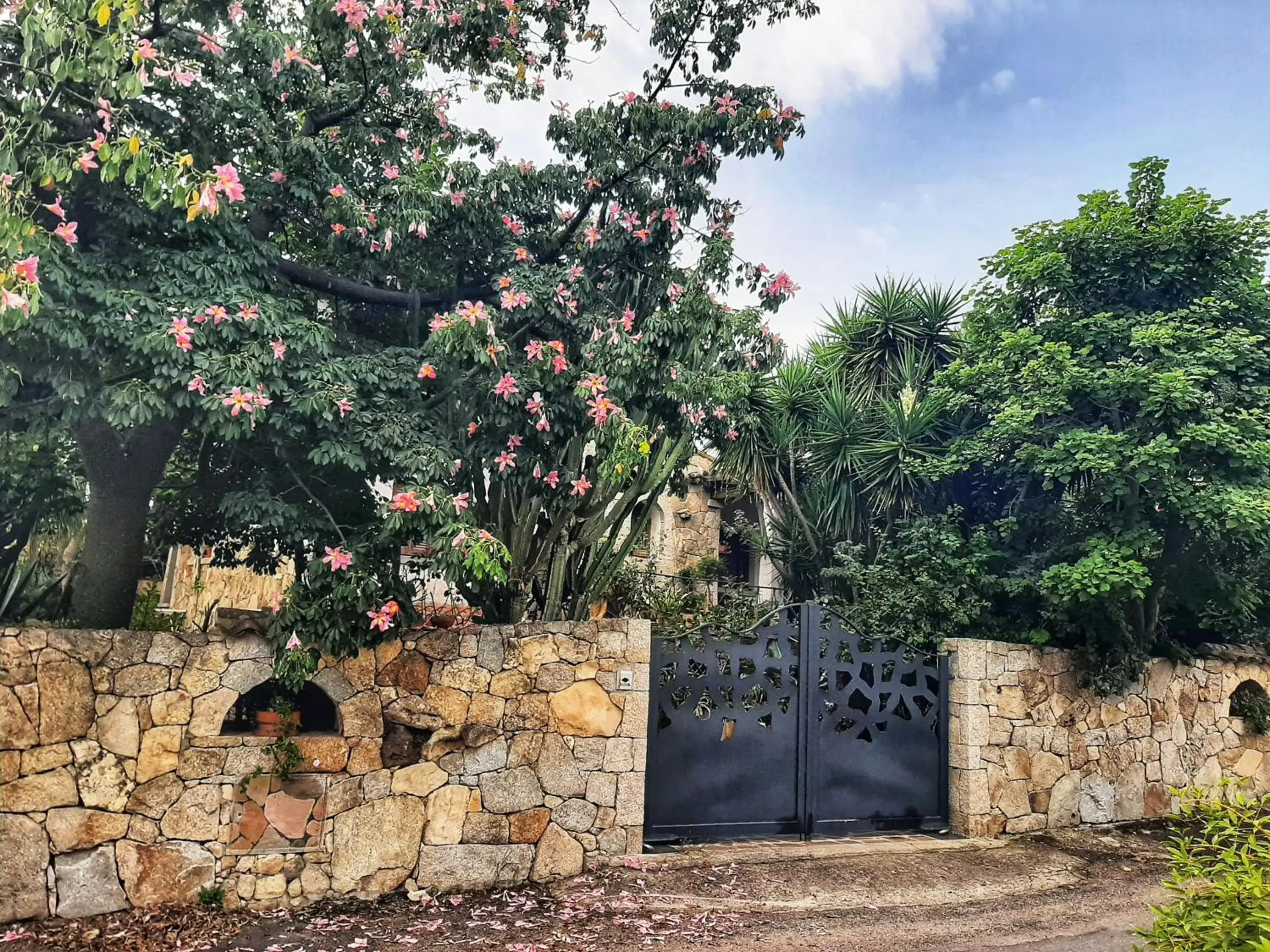 B&B Chorisia B&B Chorisia