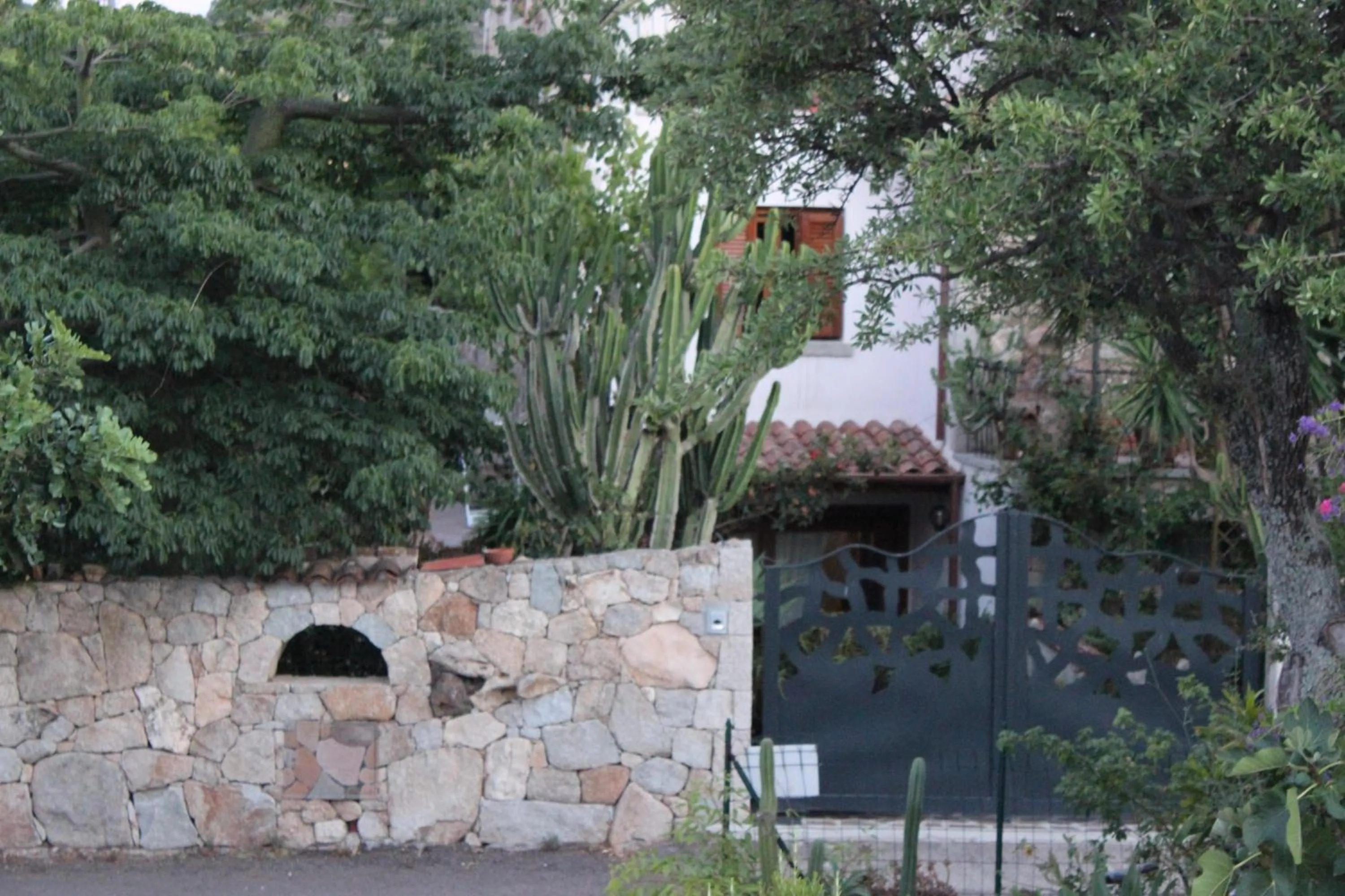 B&B Chorisia