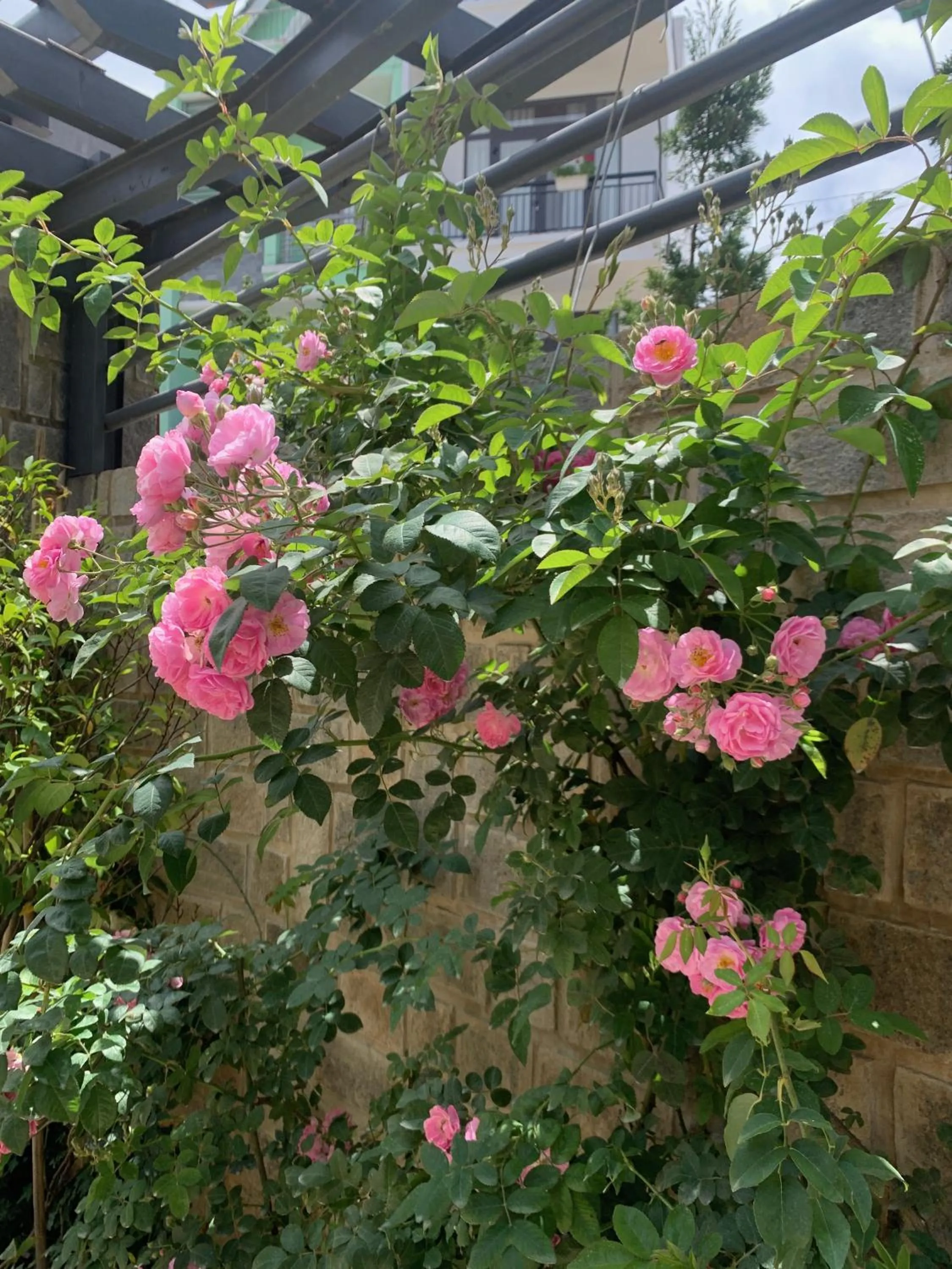 Spring in Hoang Loc Villa