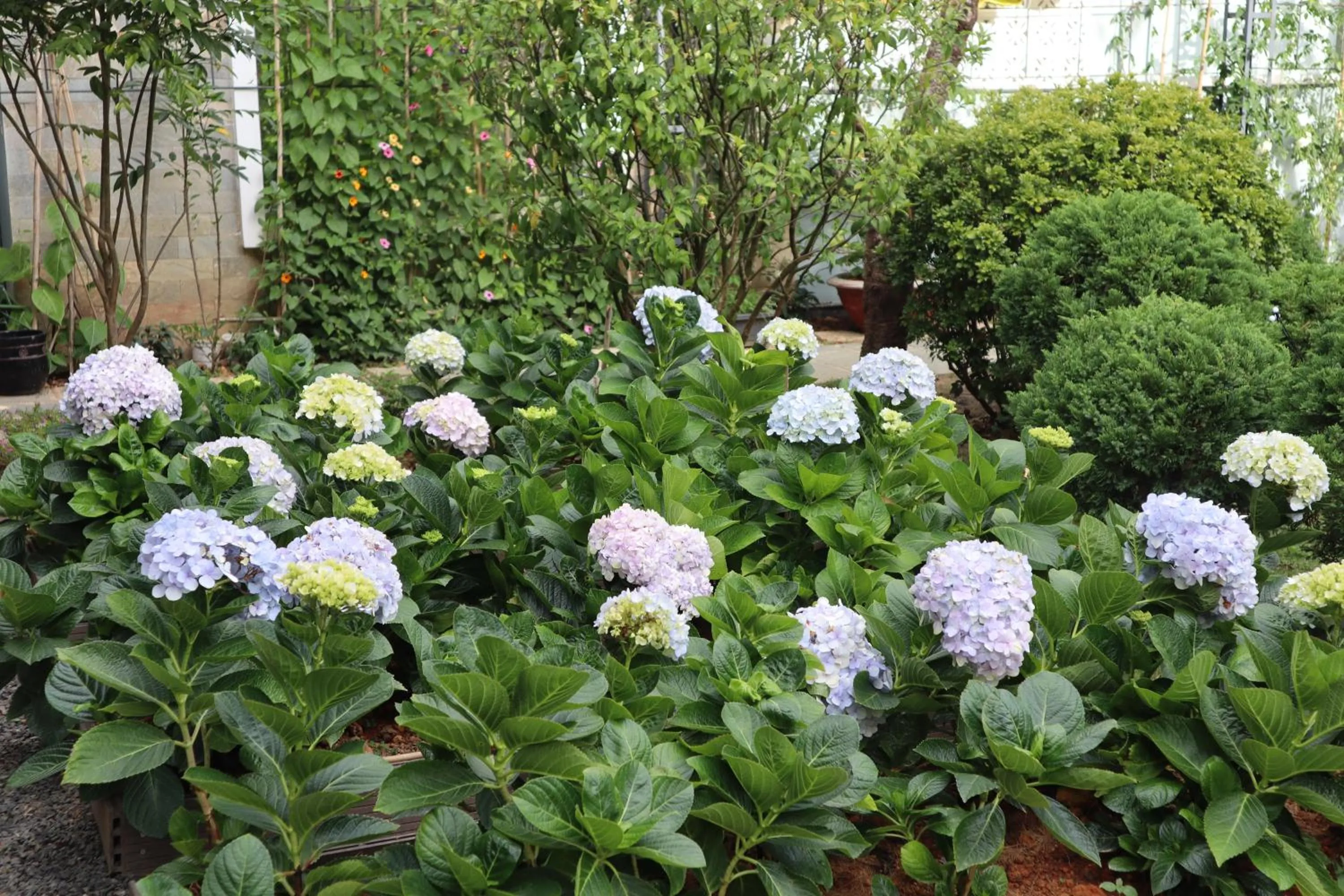 Spring in Hoang Loc Villa