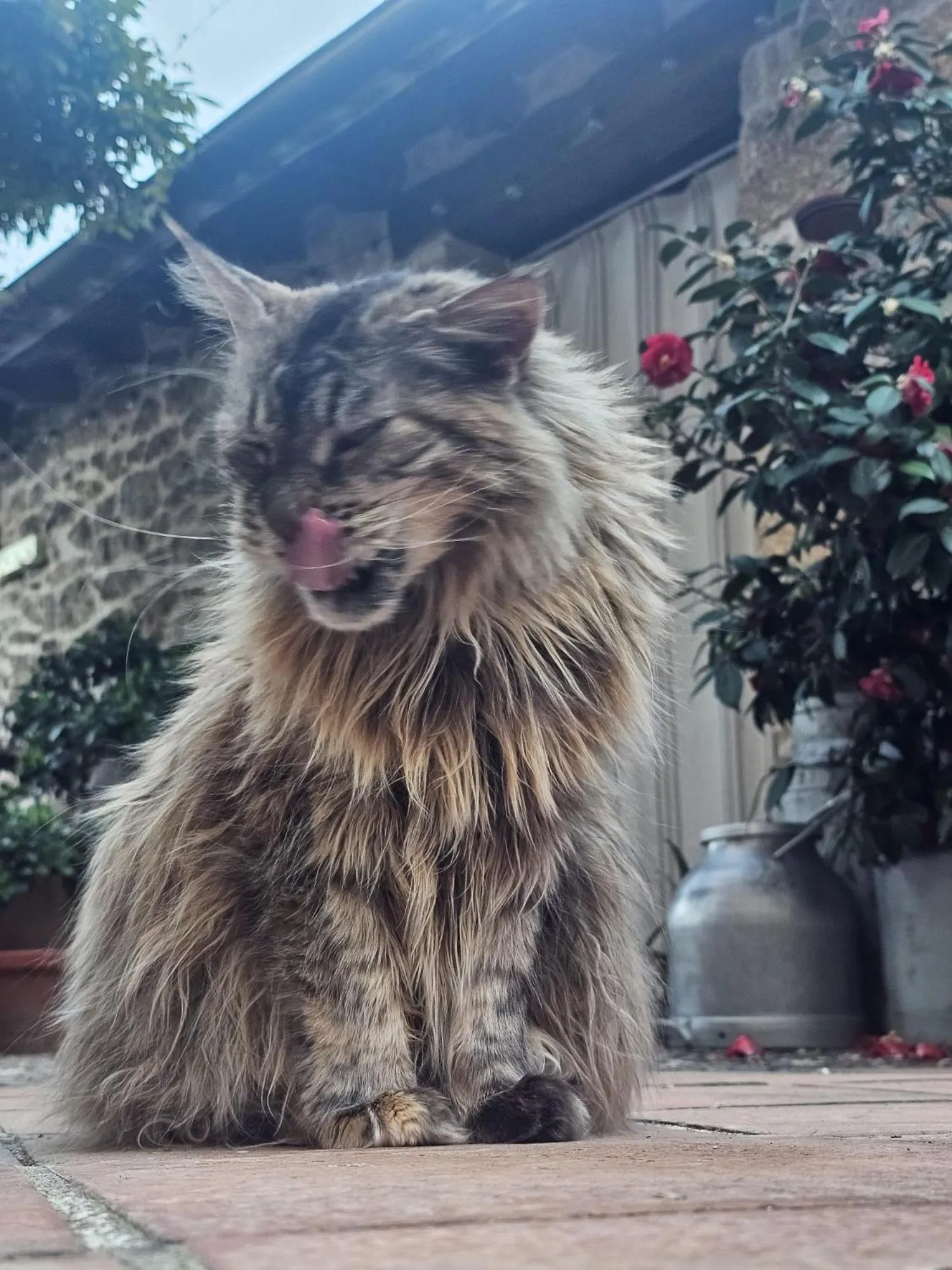 Pets in El Atalanto