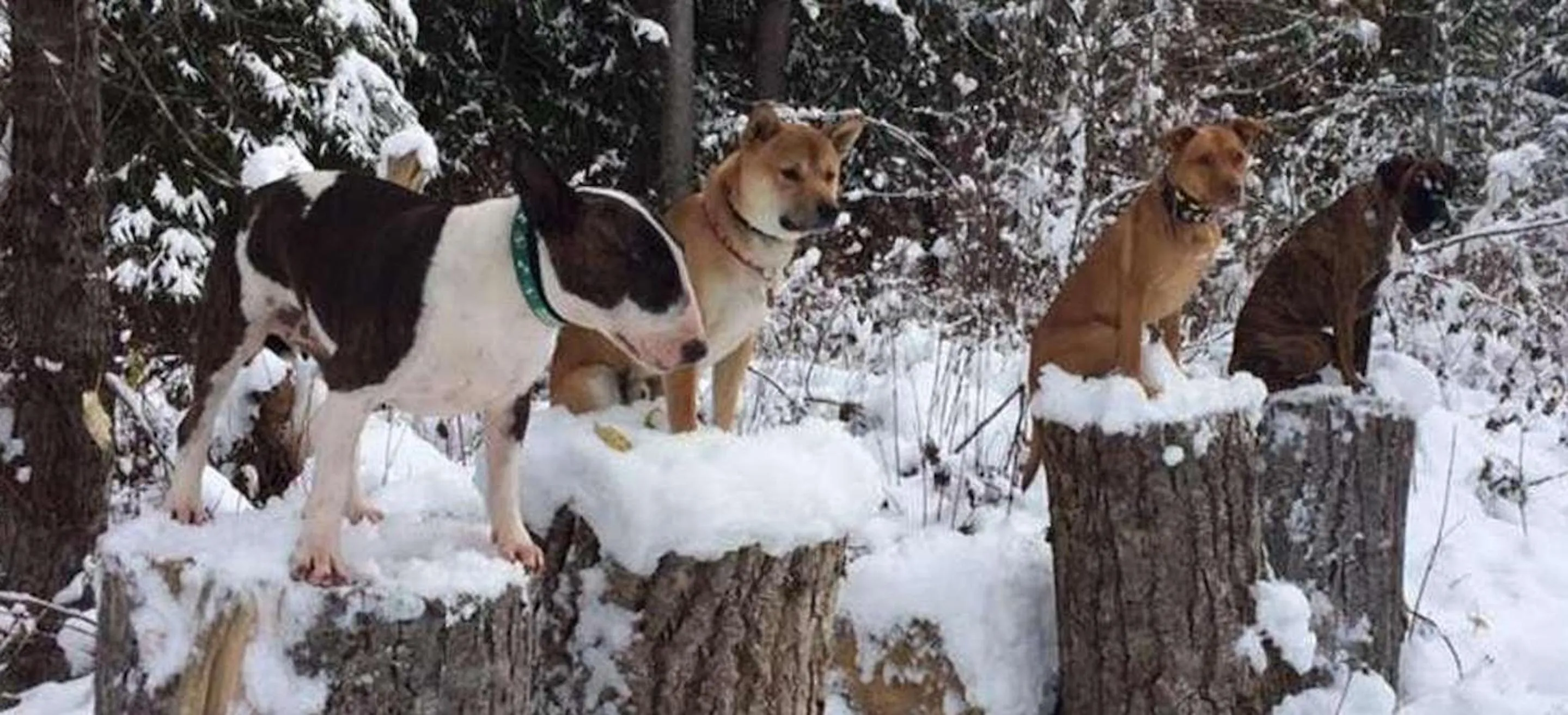 Pets in Logden Lodge
