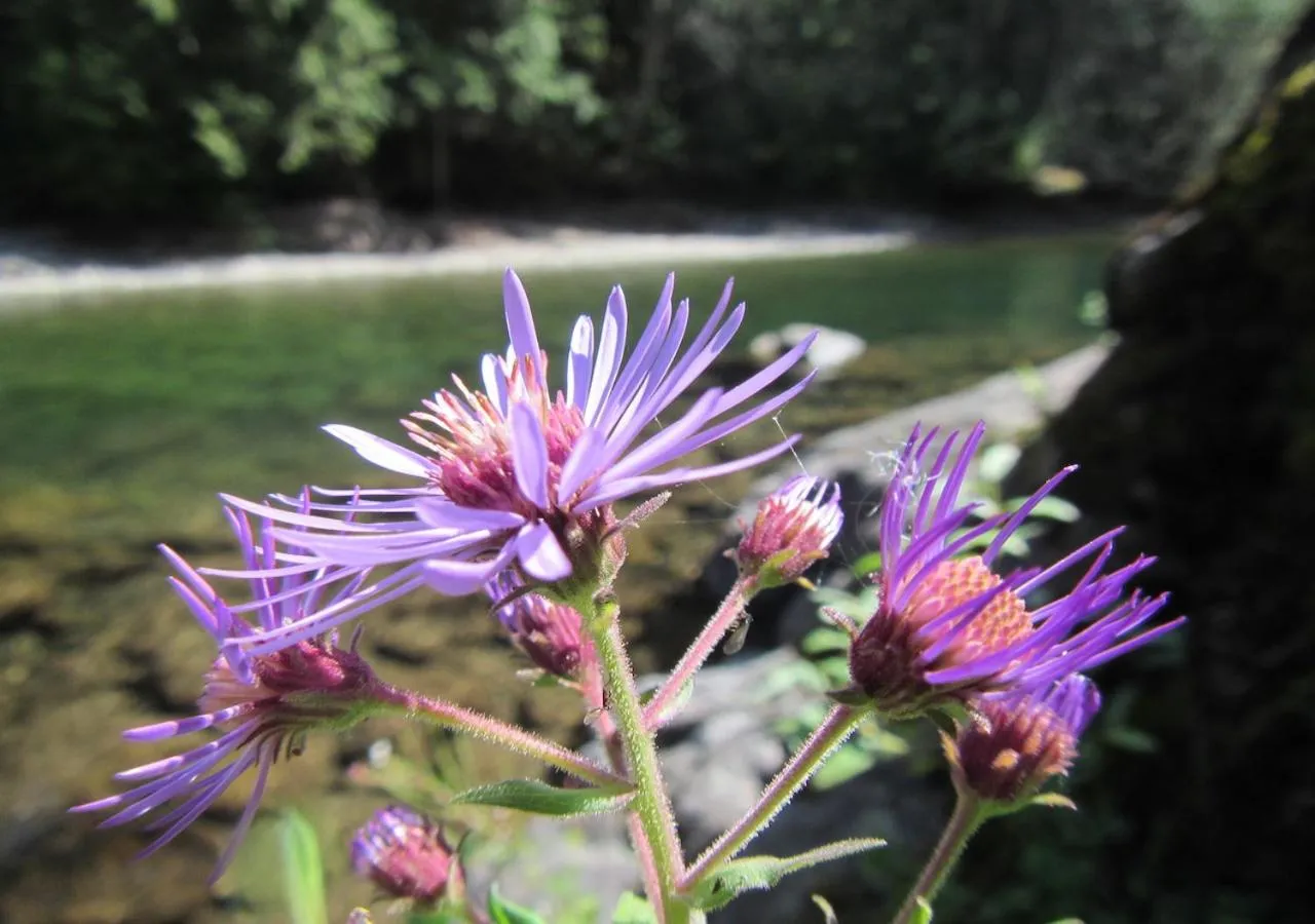 Garden in Logden Lodge