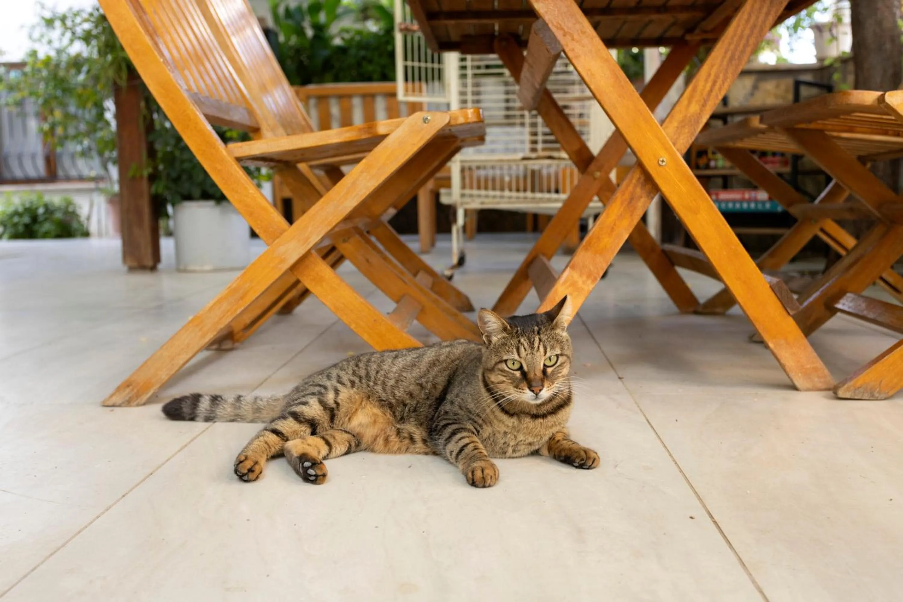 Animals in Kaya Apart Datca