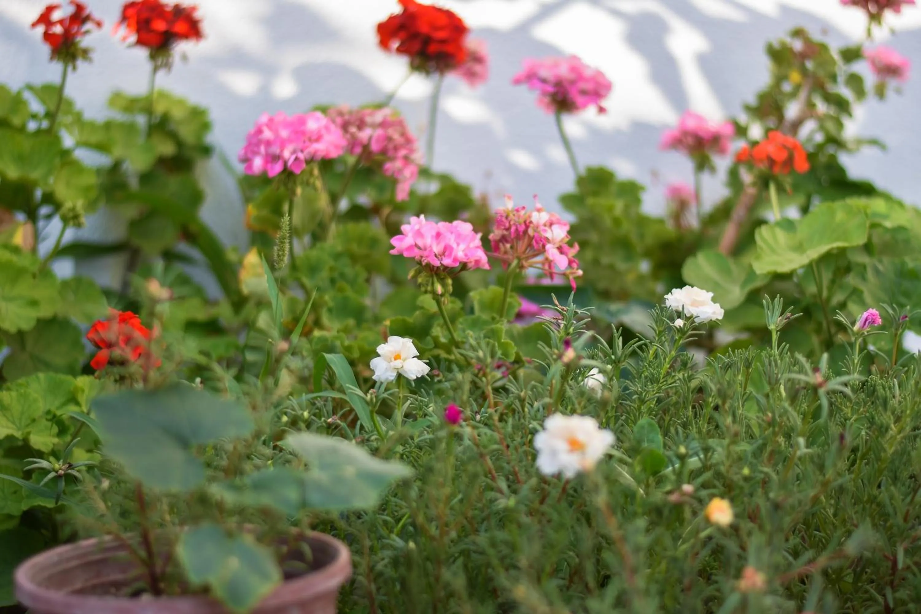 Garden in Kaya Apart Datca