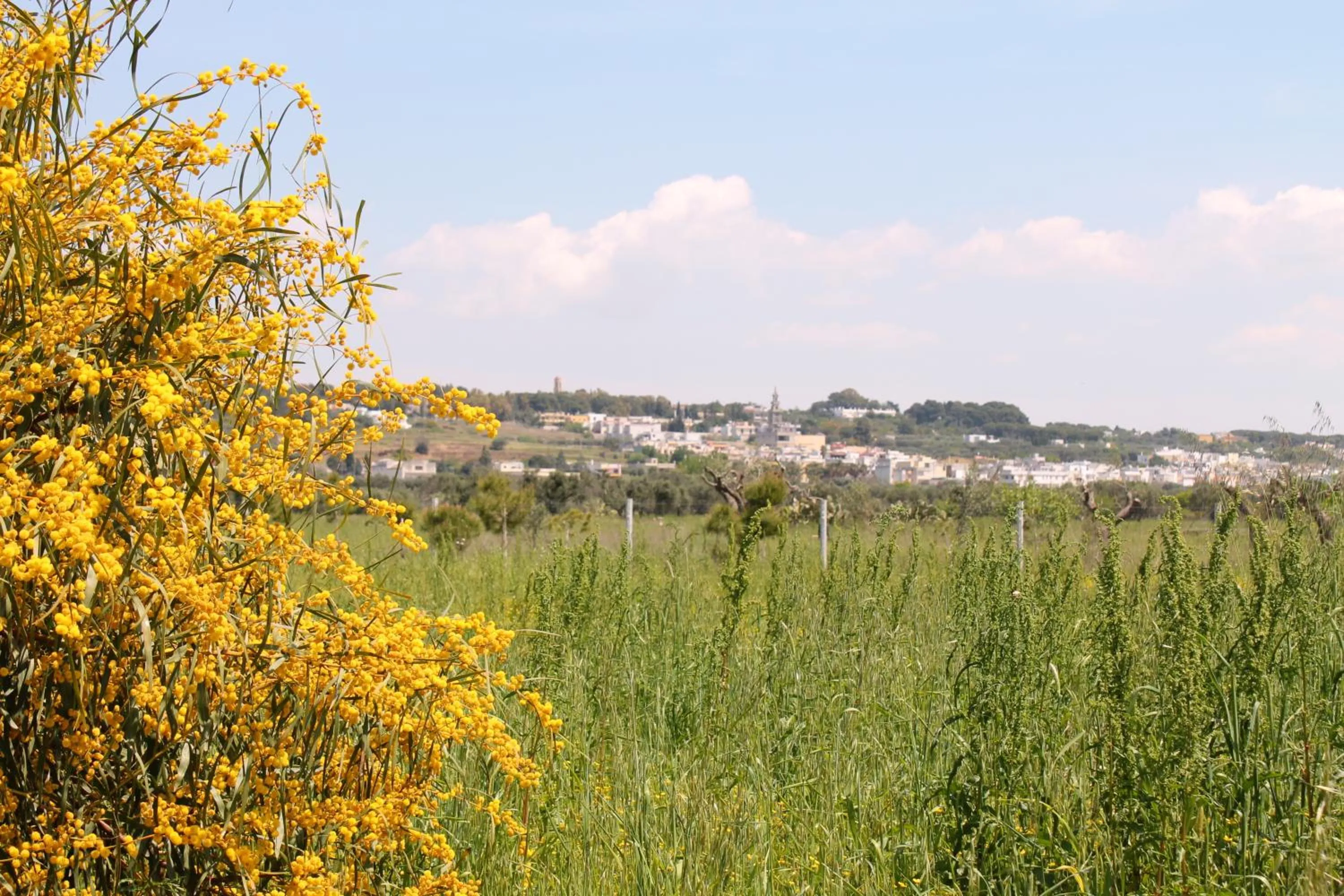 City view in B&b Elda Salento