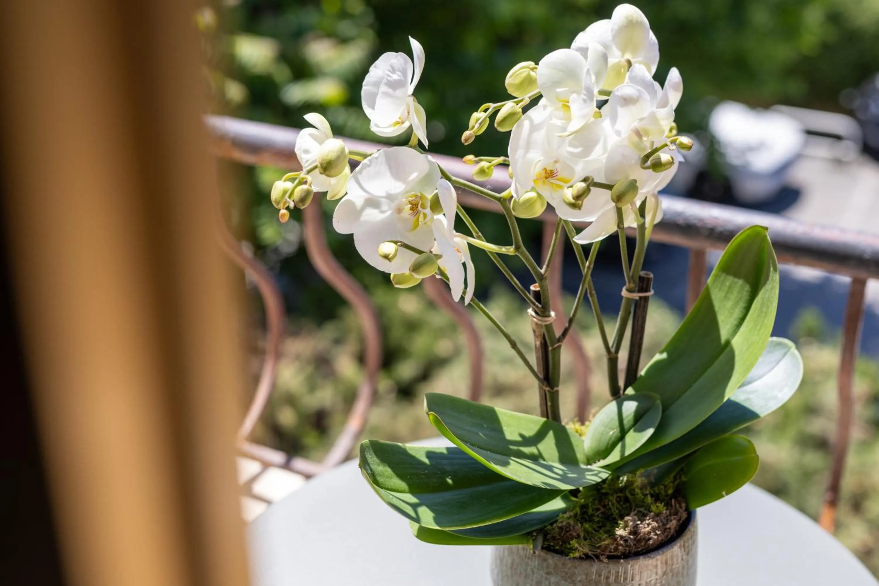 Garden view in Hôtel Lou Juan