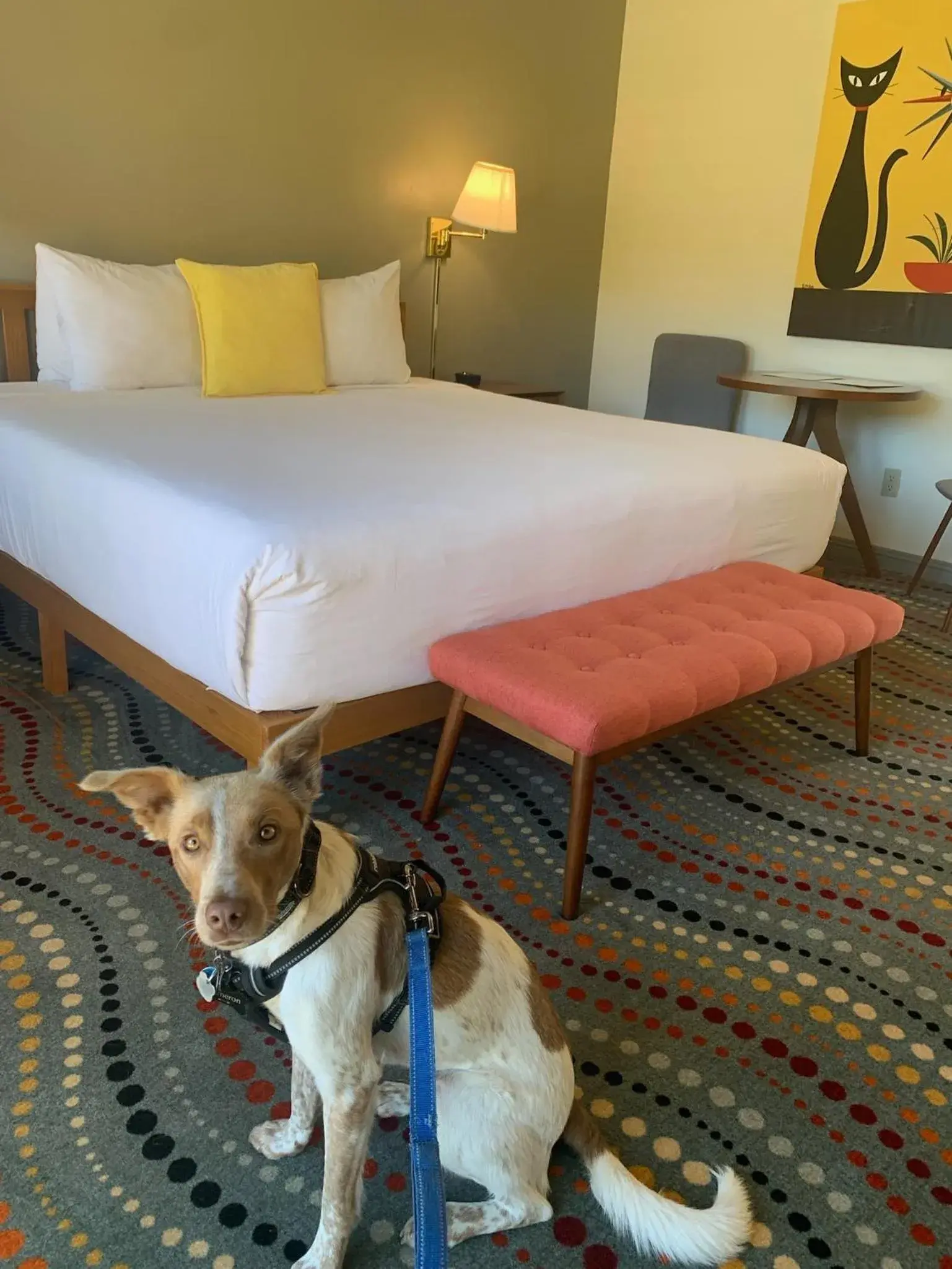 Guests, Bed in Contenta Inn Guests, Bed in Contenta Inn