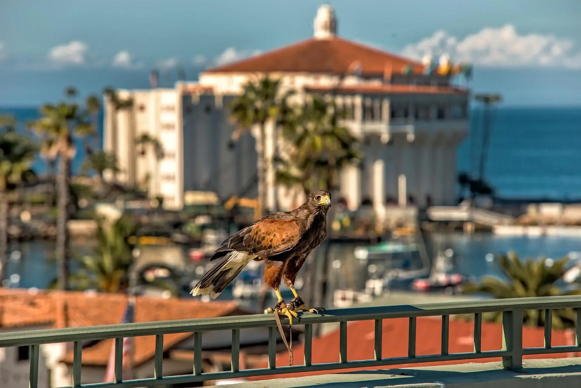 Patio in The Avalon Hotel in Catalina Island