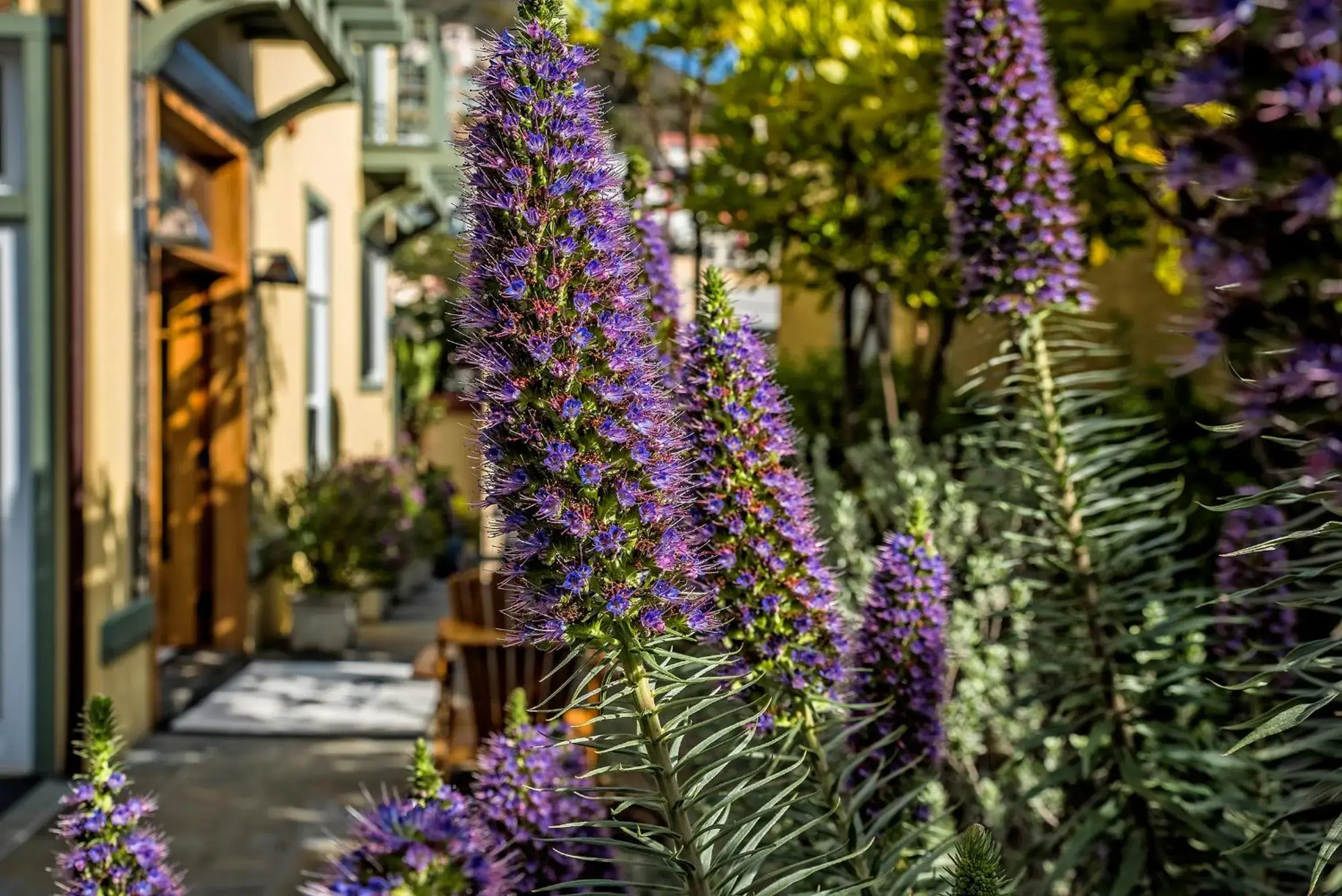 Patio in The Avalon Hotel in Catalina Island