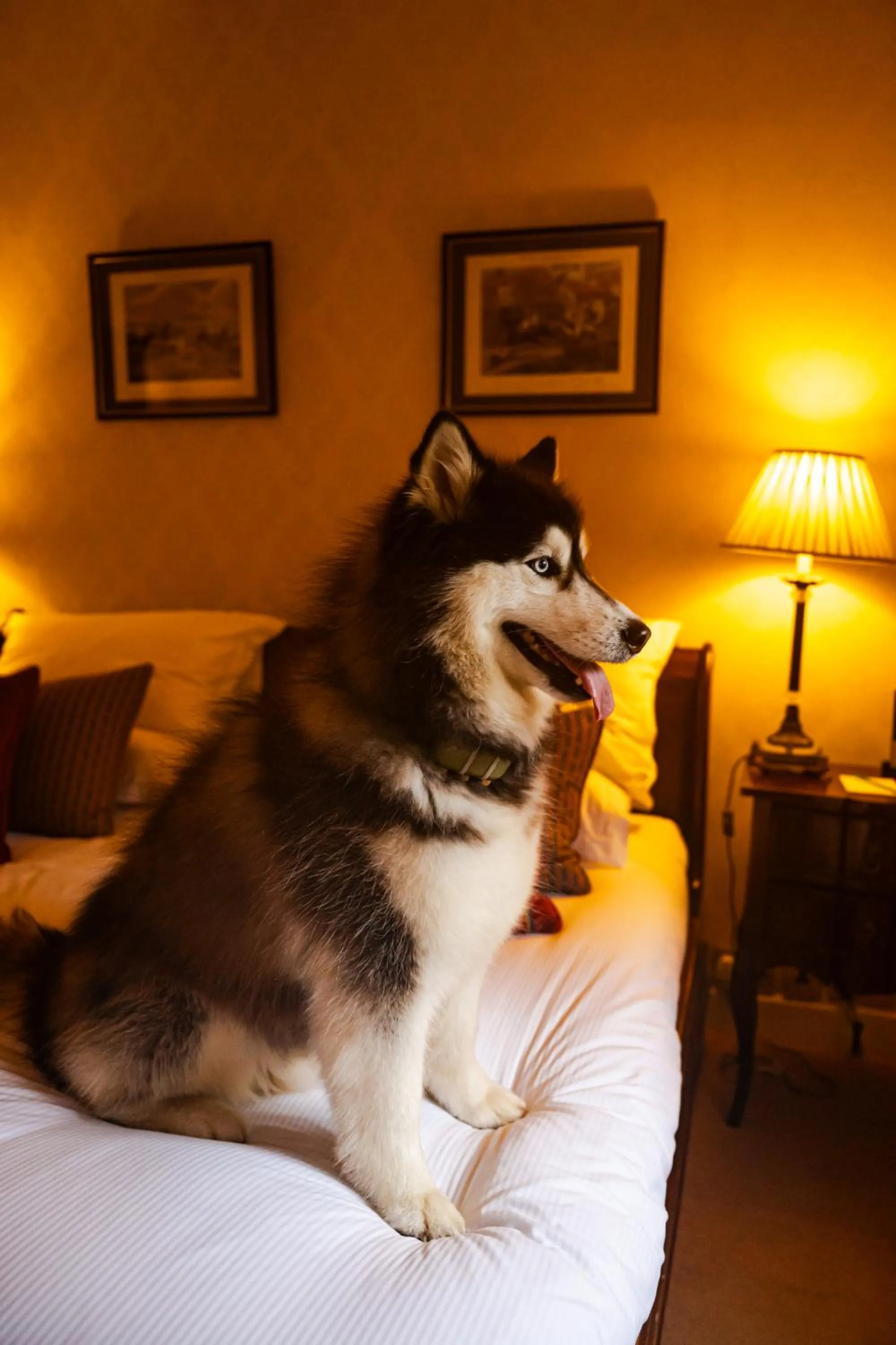 Pets in Knockinaam Lodge