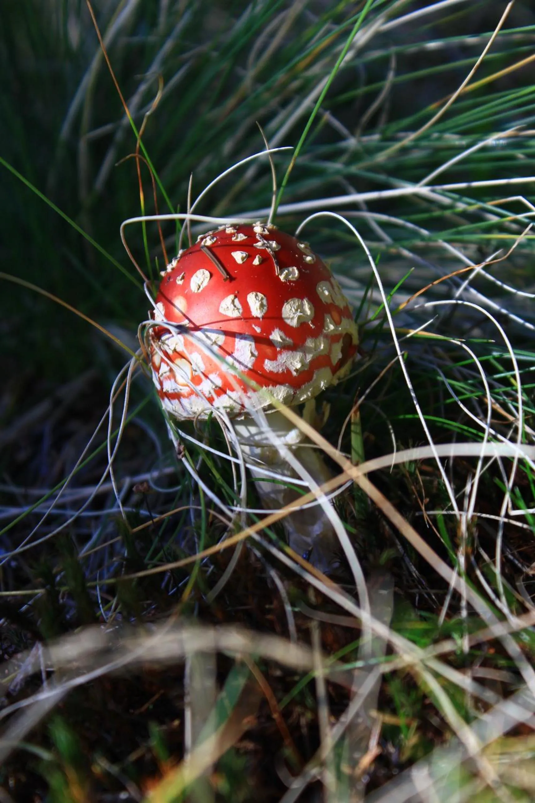 Natural landscape in Apartmaji Sitar