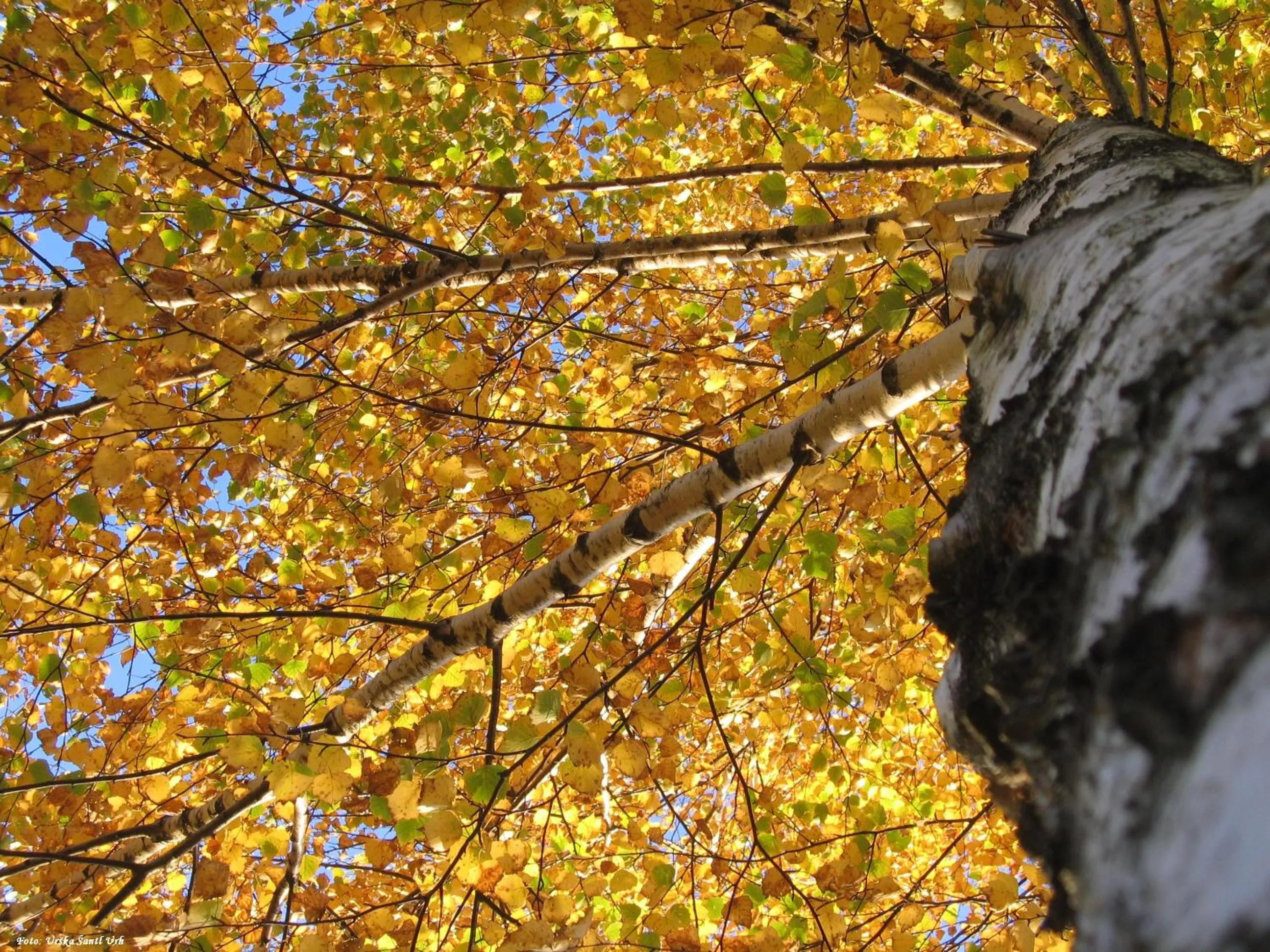 Natural landscape in Apartmaji Sitar