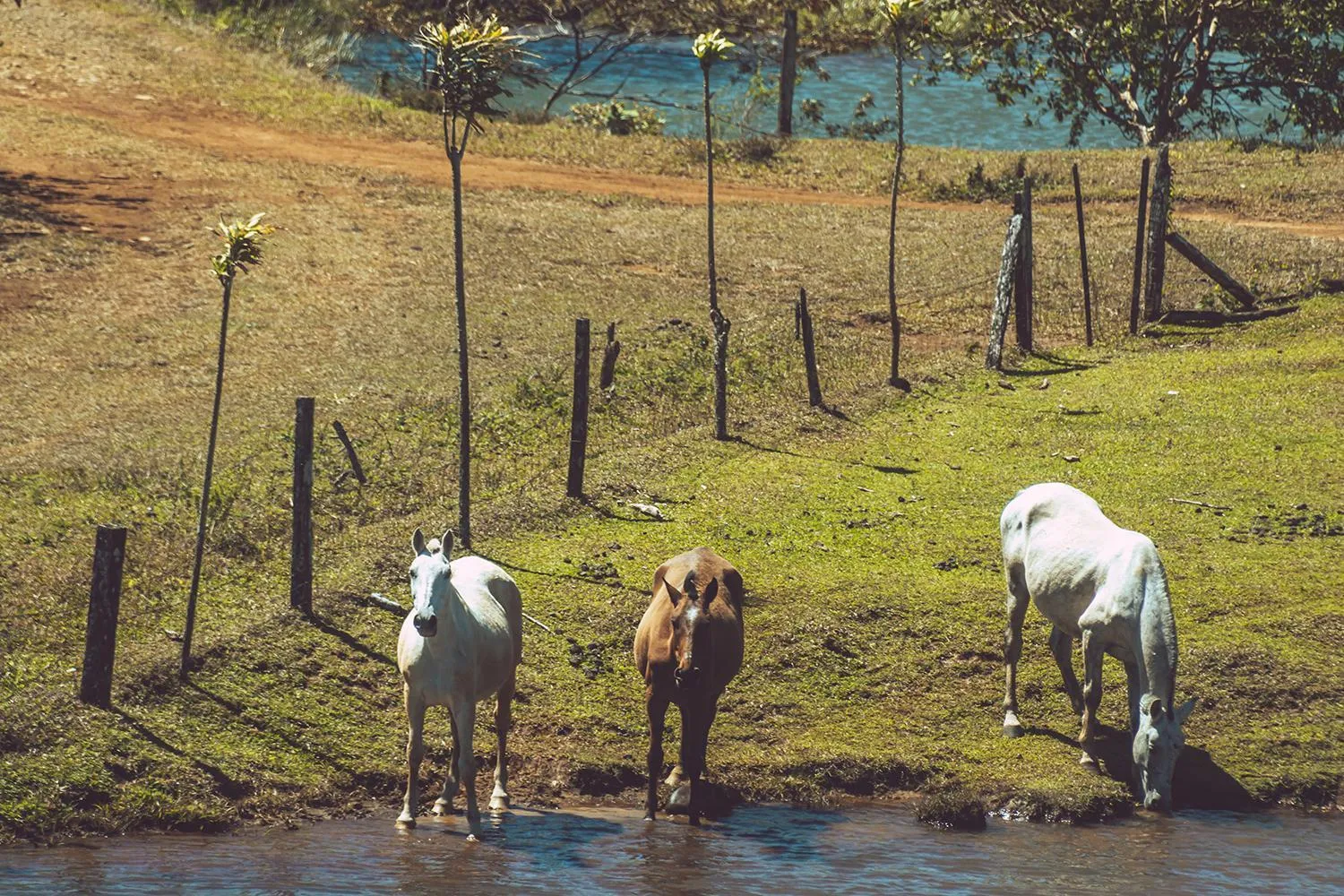 Animals in Termales del Bosque & Hot Springs