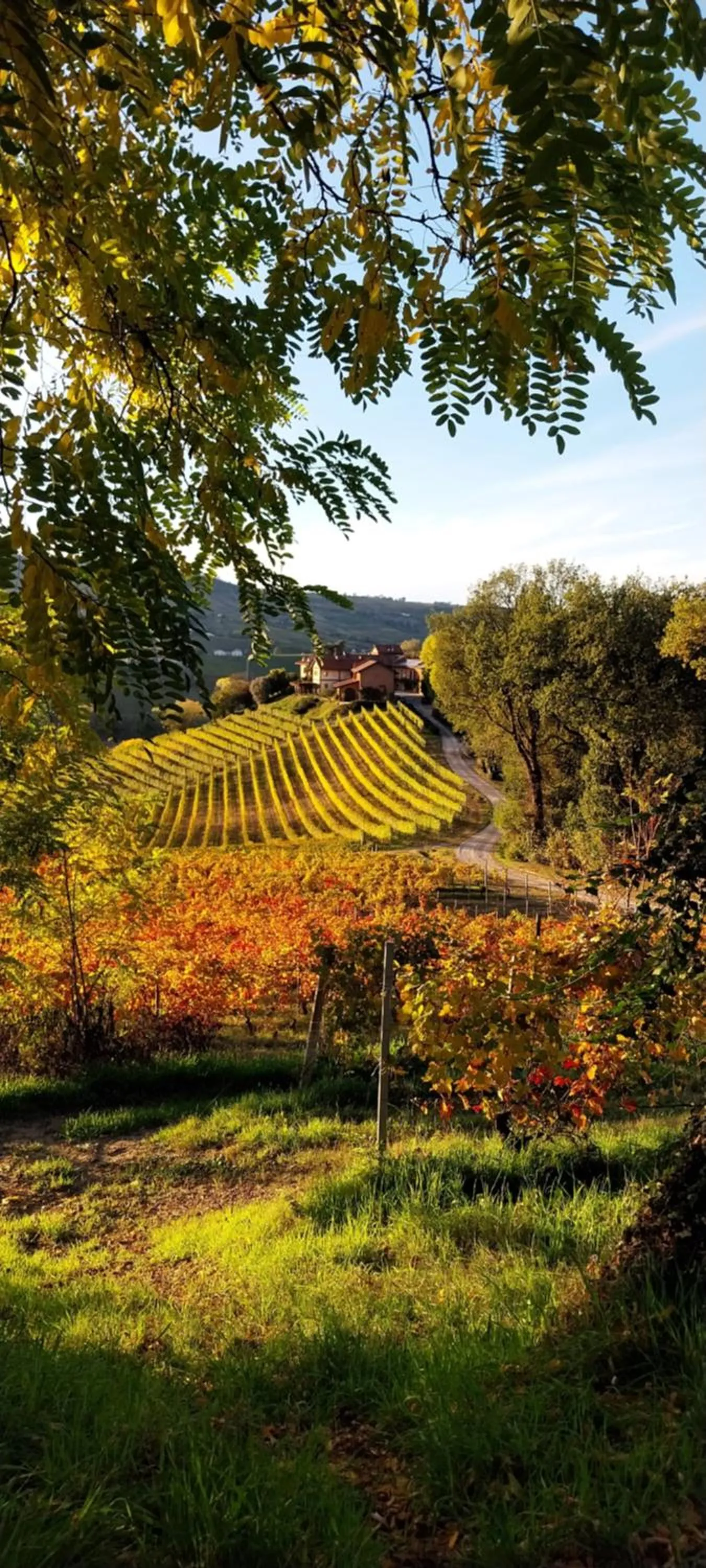 Tenuta Montanello B&B