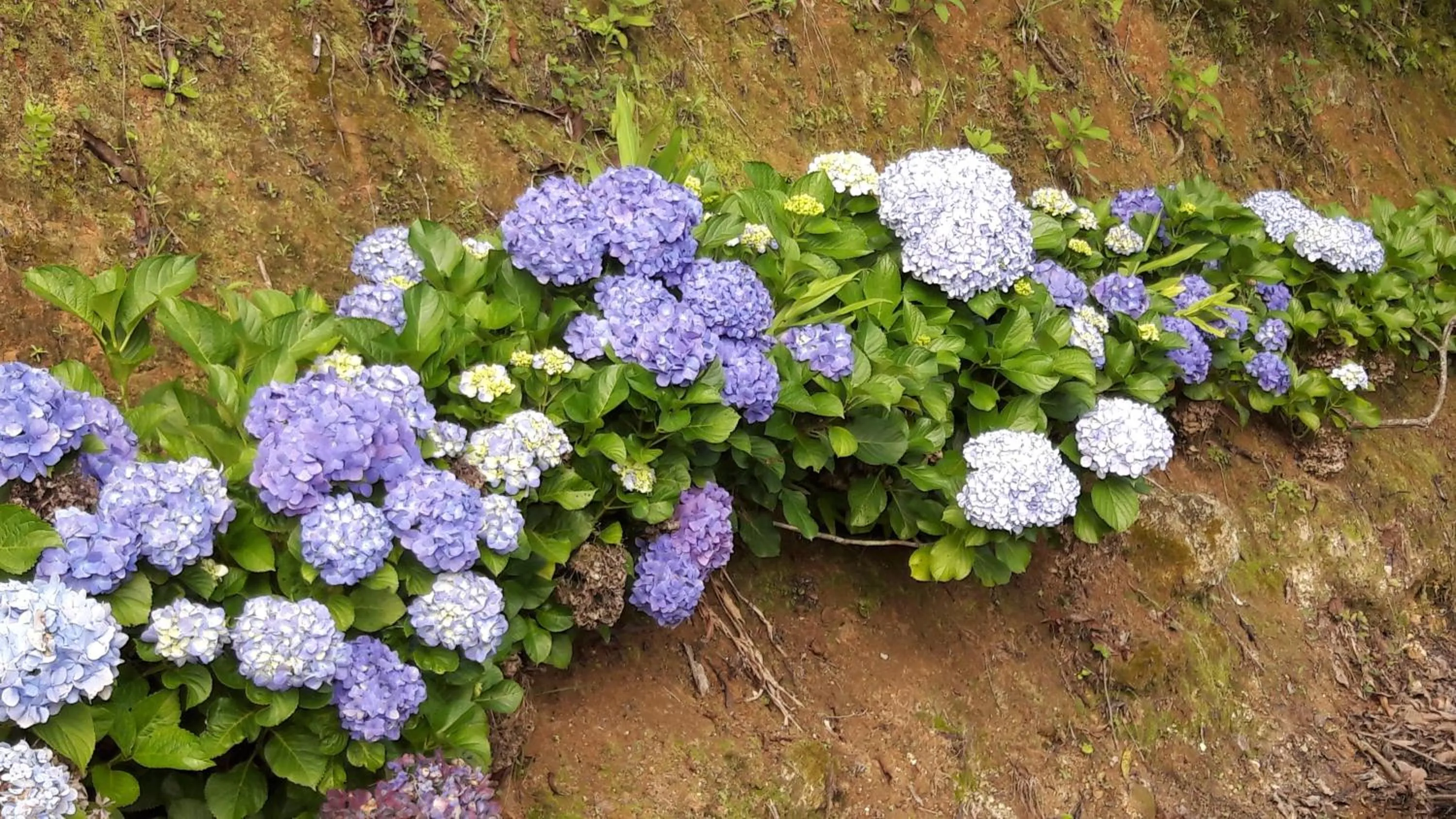 Toca - Bairro Serrano