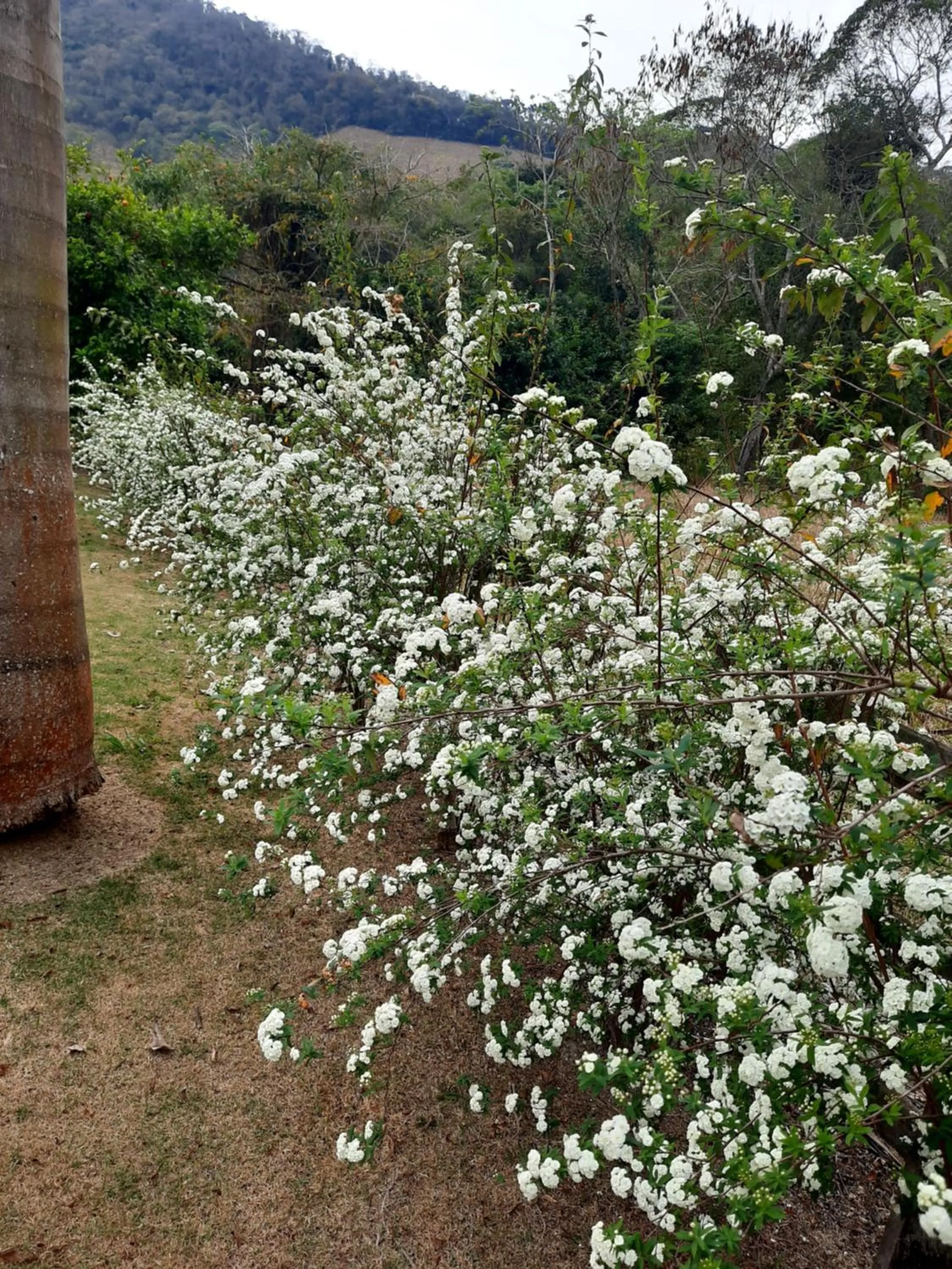 Toca - Bairro Serrano