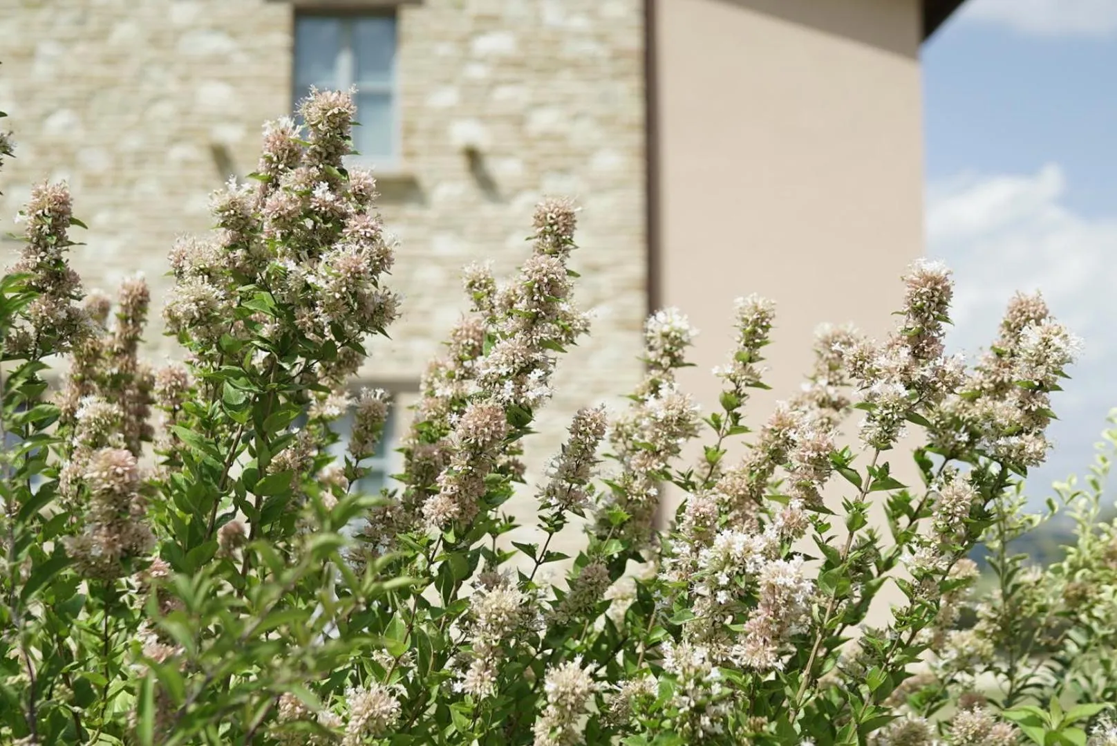 Agriturismo Colle Casini Cortesi