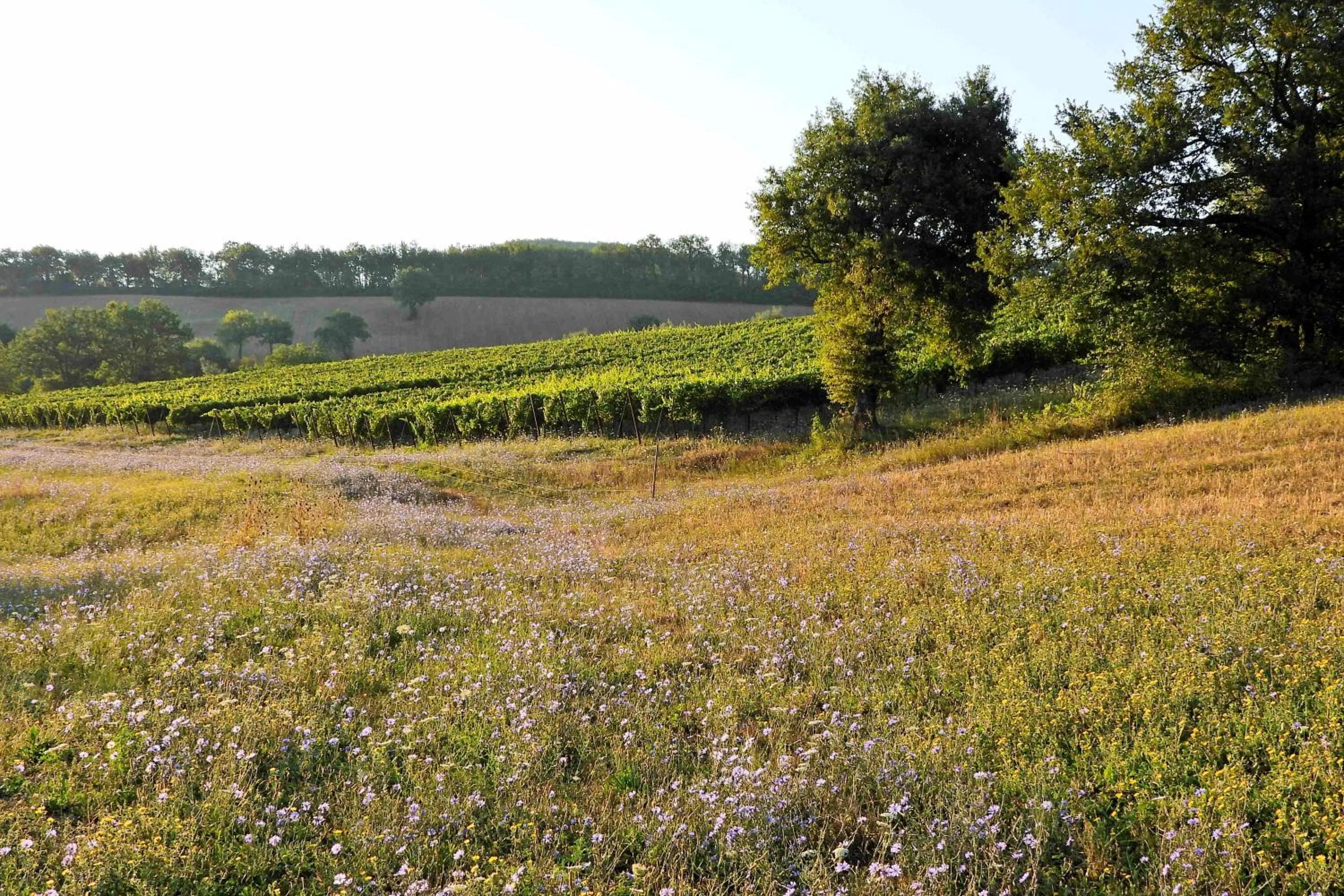 Natural landscape in Agriturismo Colle Casini Cortesi